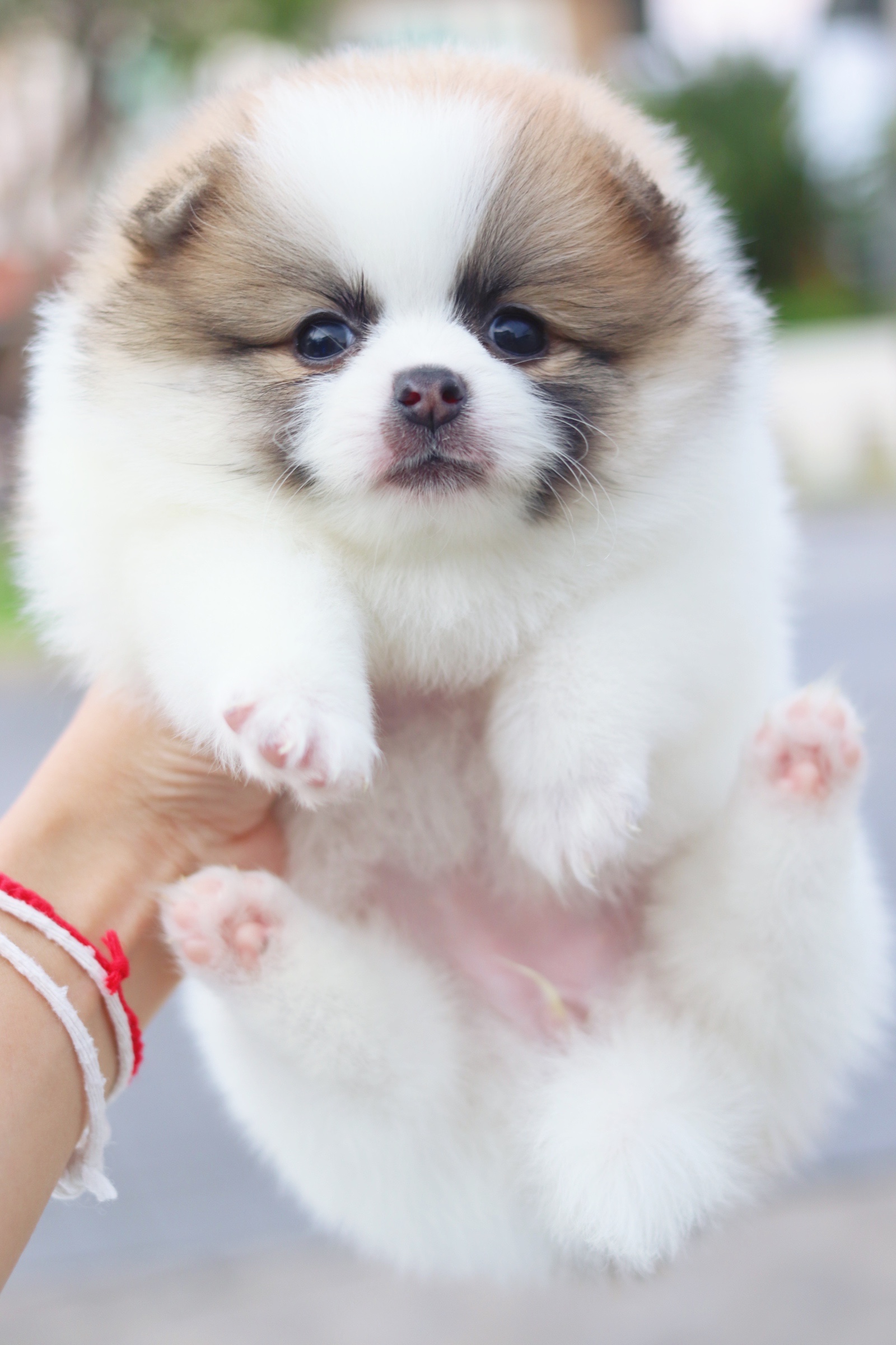 ปอมเมอเรเนียน เพศเมียสีแฟนซี