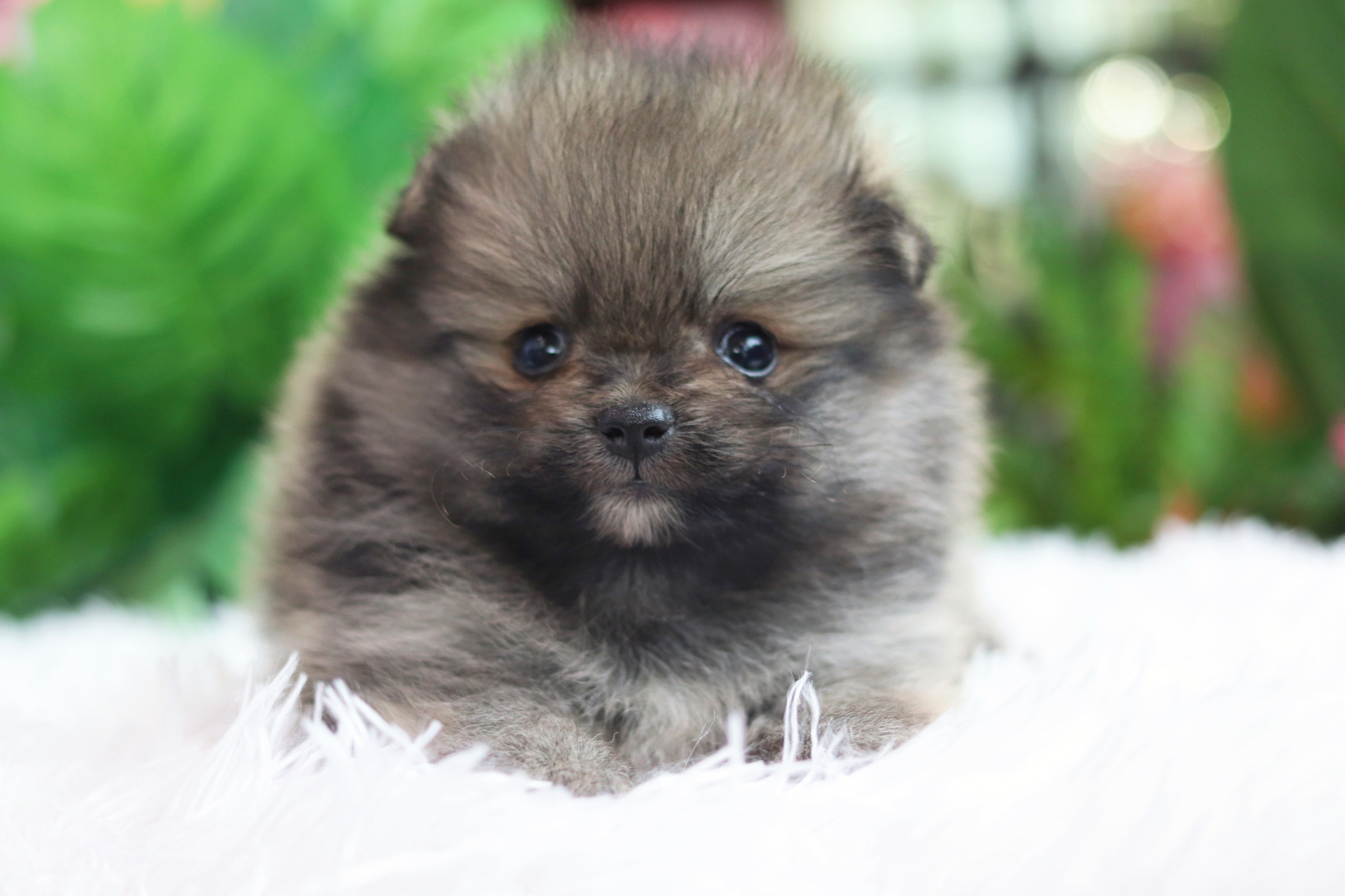 ปอมเมอเรเนียน เพศเมียสีส้ม