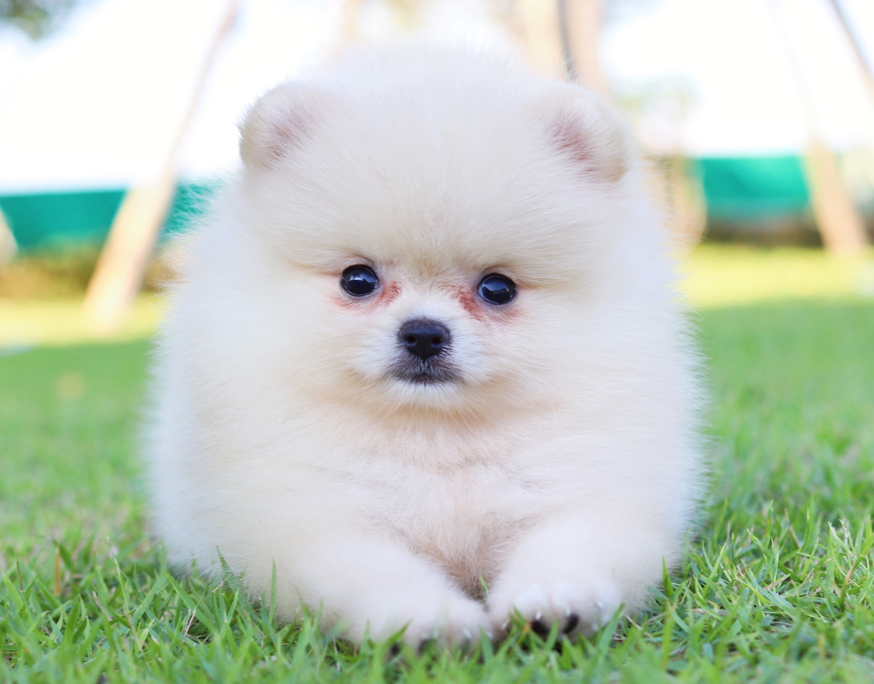 ปอมเมอเรเนียน เพศเมีย สีครีม