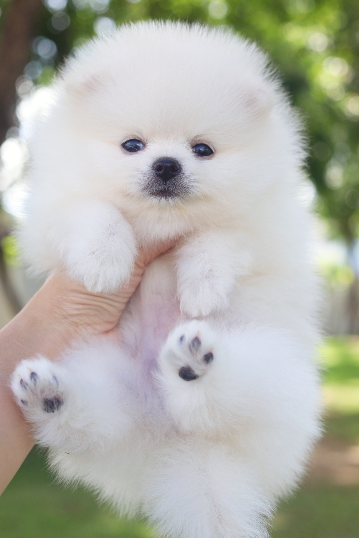 ปอมเมอเรเนียน เพศผู้สีขาวครีม