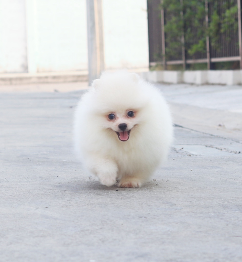 ปอมเมอเรเนียน เพศผู้ ขาวครีม