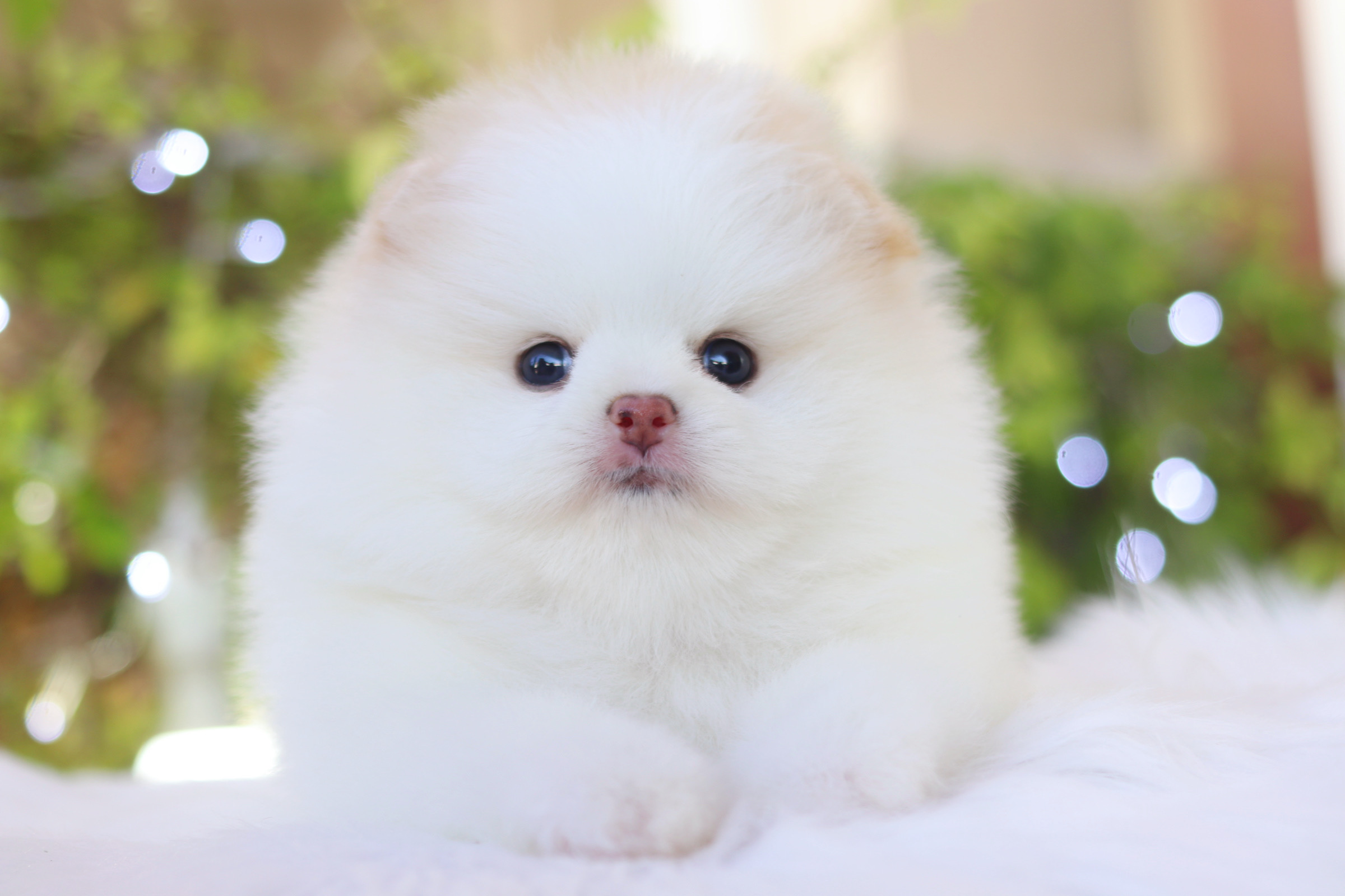 ปอมเมอเรเนียน เพศผู้ สีขาวครีม เกรดโชว์