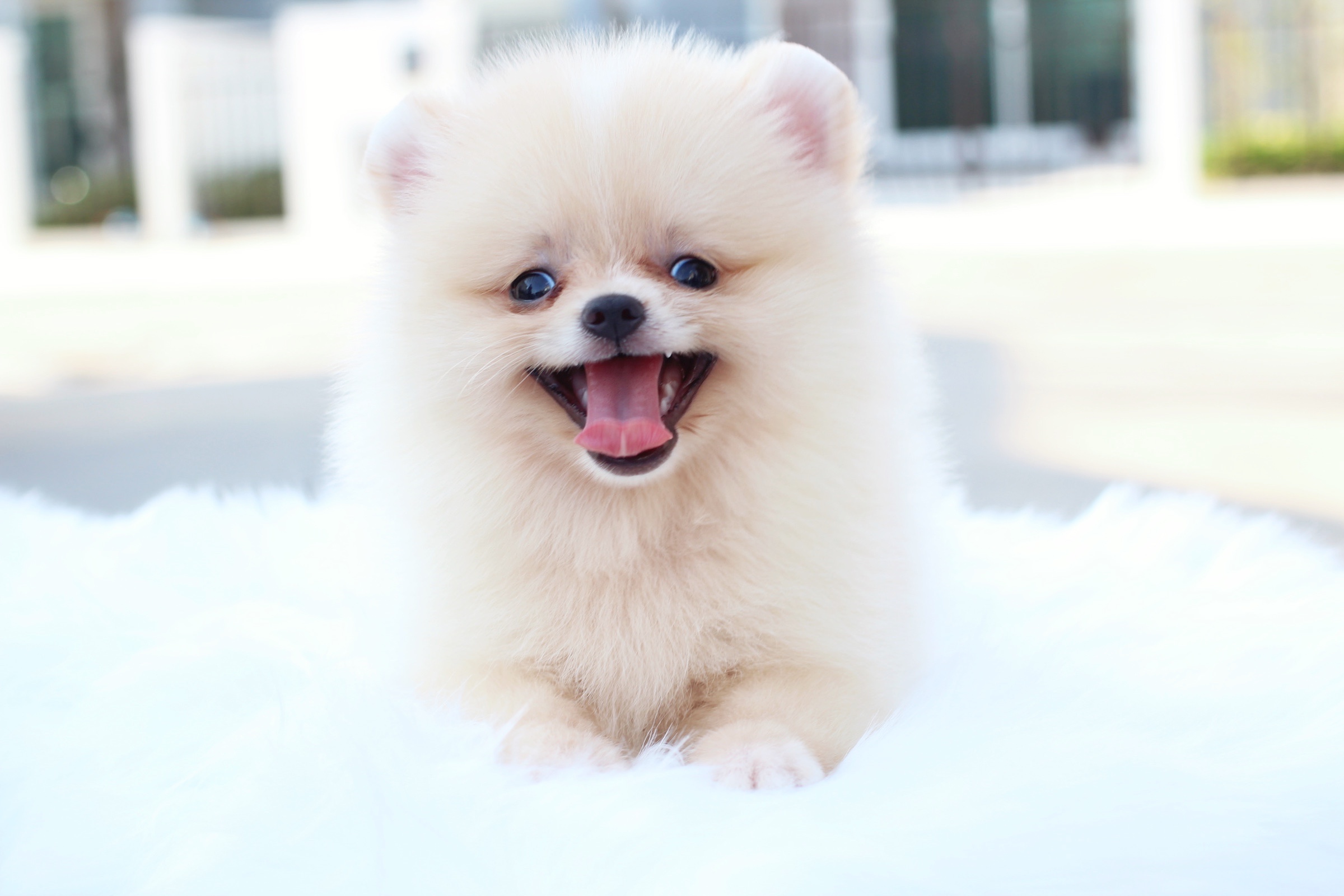 ปอมเมอเรเนียน เพศผู้ สีครีม