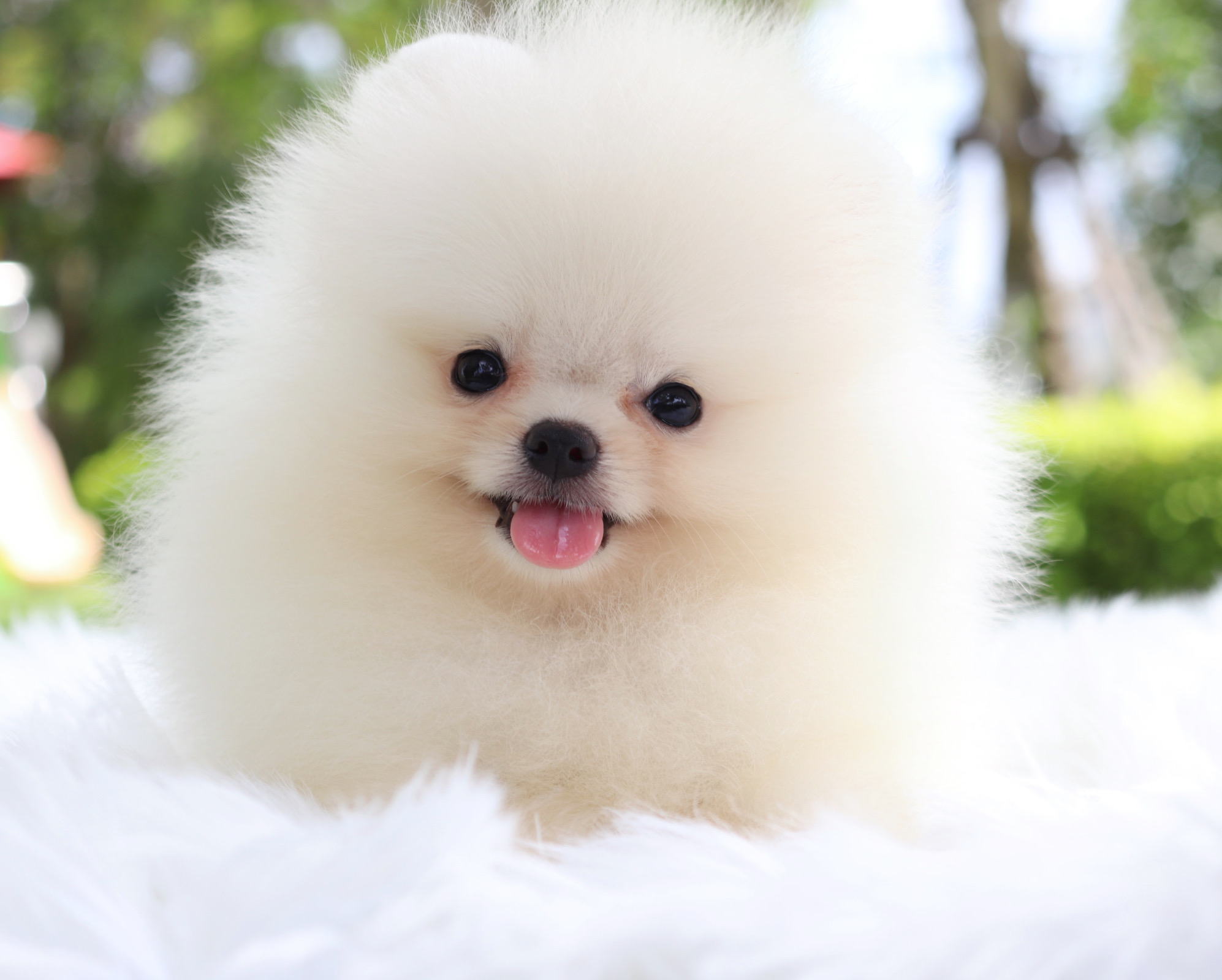 ปอมเมอเรเนียน เพศผู้ สีขาวครีม เกรดโชว์