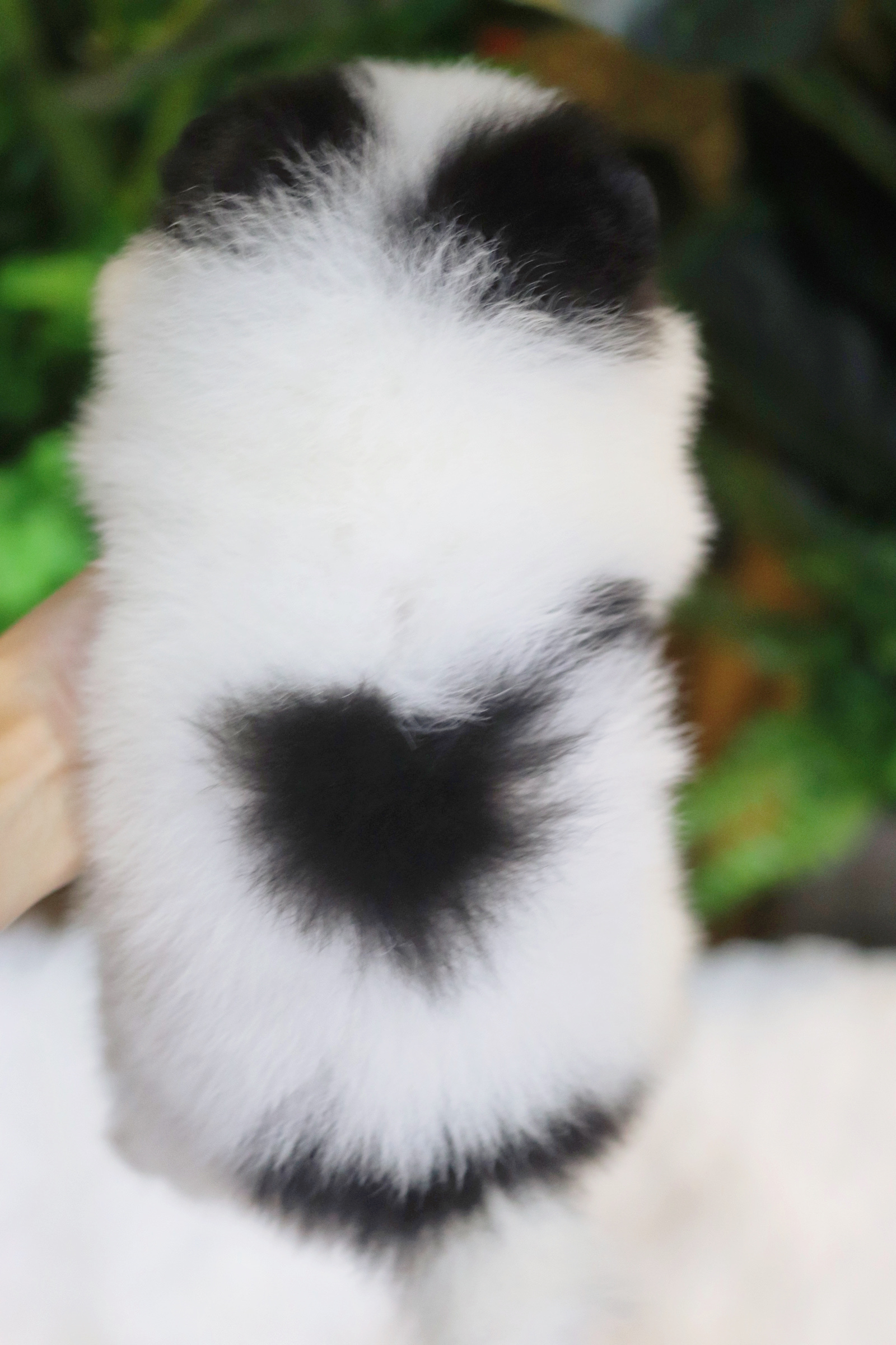 ปอมเมอเรเนียน เพศเมีย สีแฟนซีขาวดำ