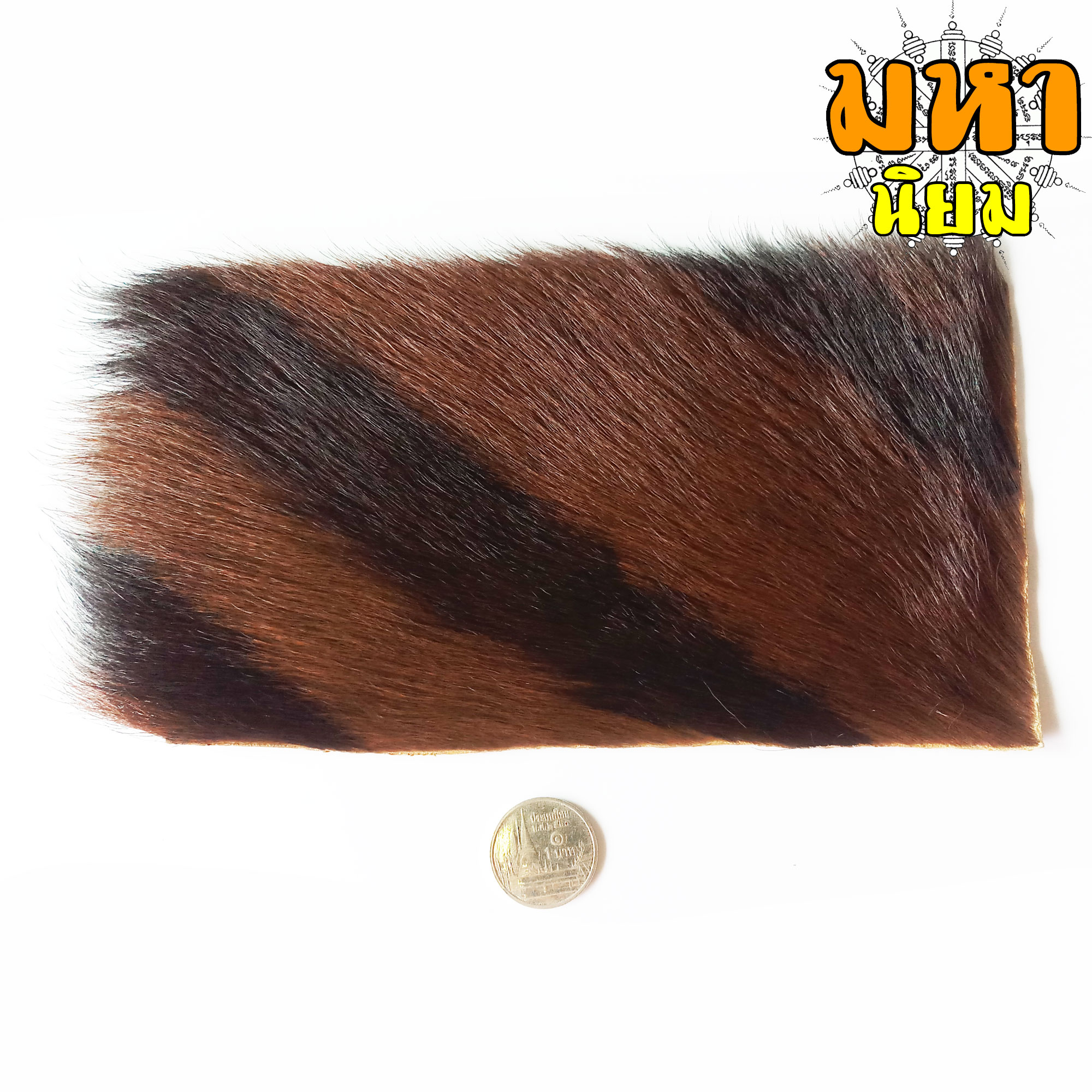 แผ่นหนังเสือ (เสือไฟ) ลงหมึกจารกำกับ เสือตะปบทรัพย์ หลวงพ่อคง วัดบางกะพ้อม จ.สมุทรสงคราม