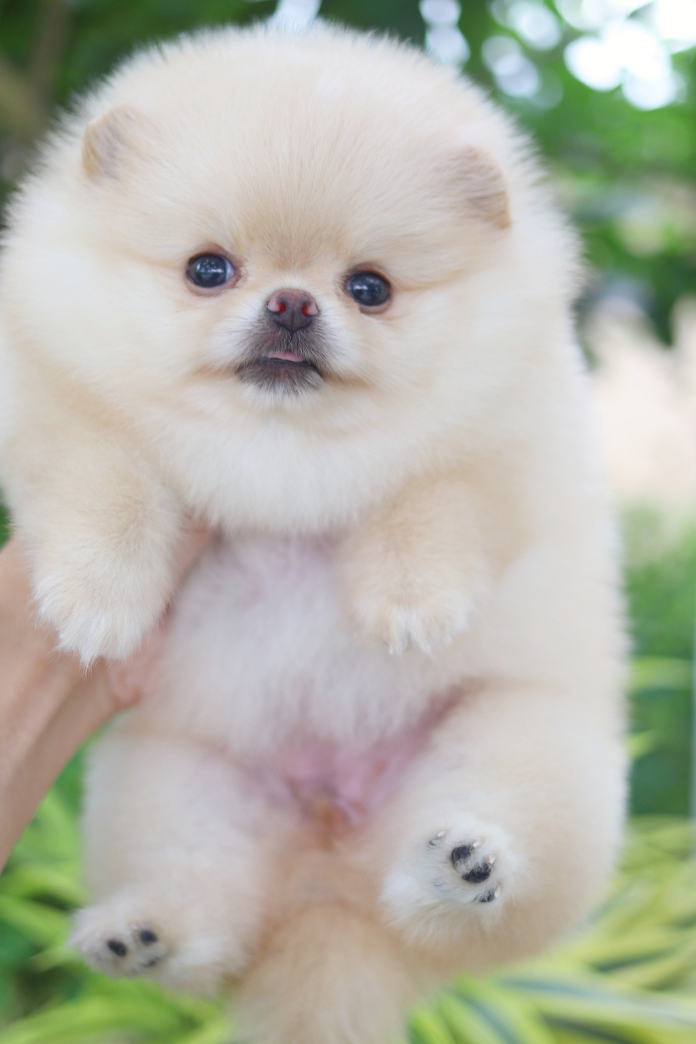 ปอมเมอเรเนียน เพศเมียสีครีมเกรดโชว์