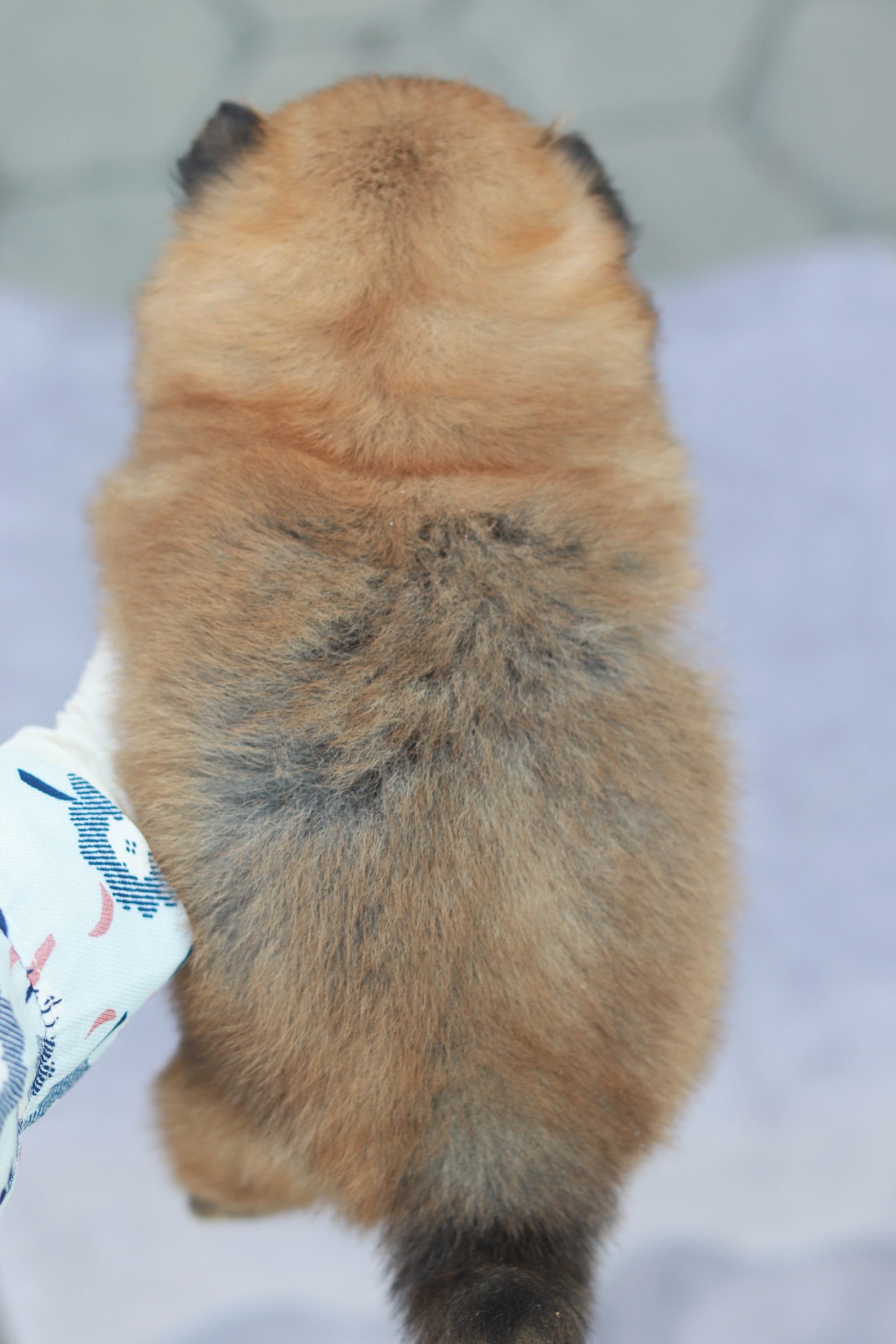 ปอมเมอเรเนียน เพศเมีย