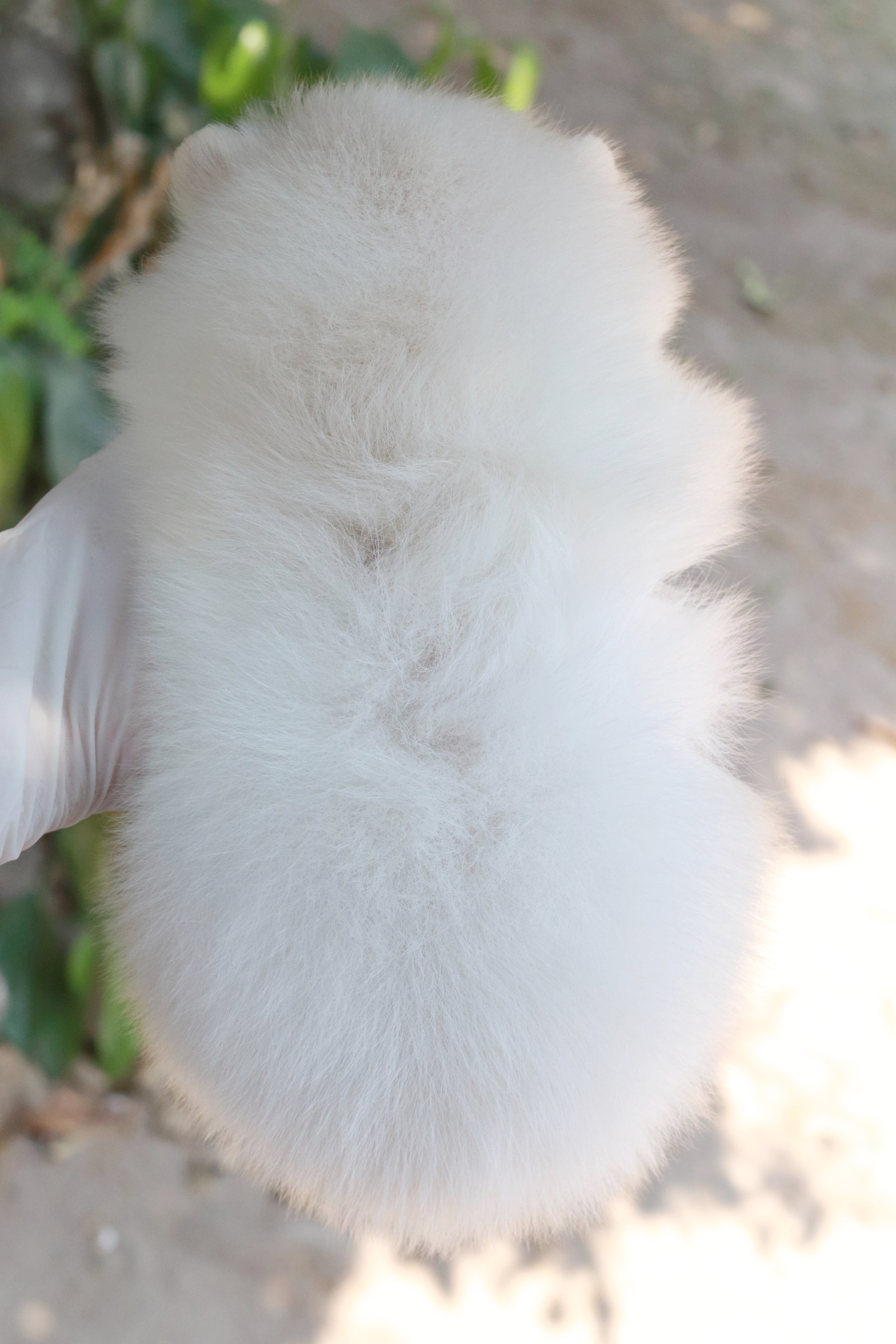 ปอมเมอเรเนียน เพศผู้ขาว