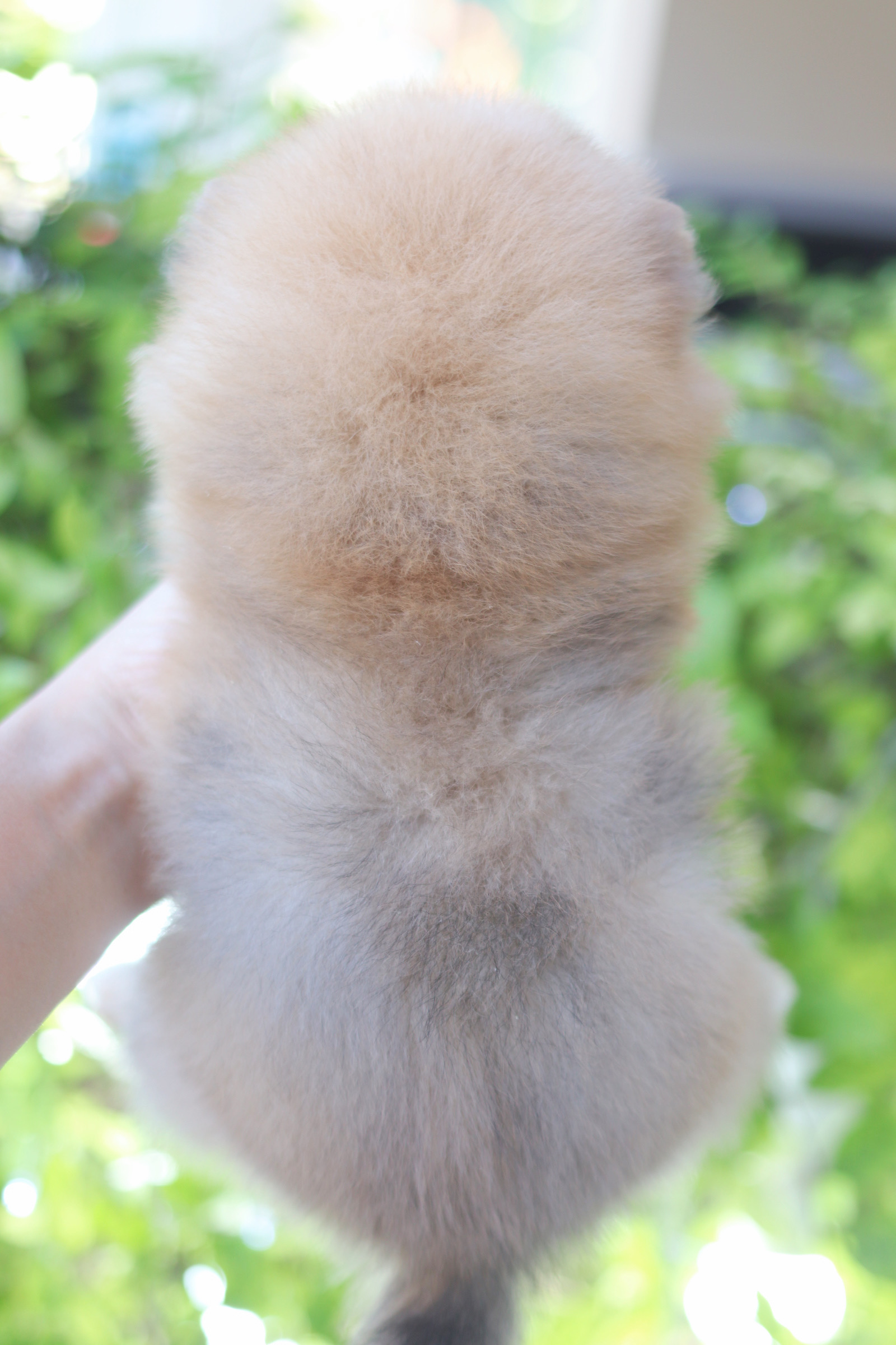 ปอมเมอเรเนียน เพศเมียสีส้ม