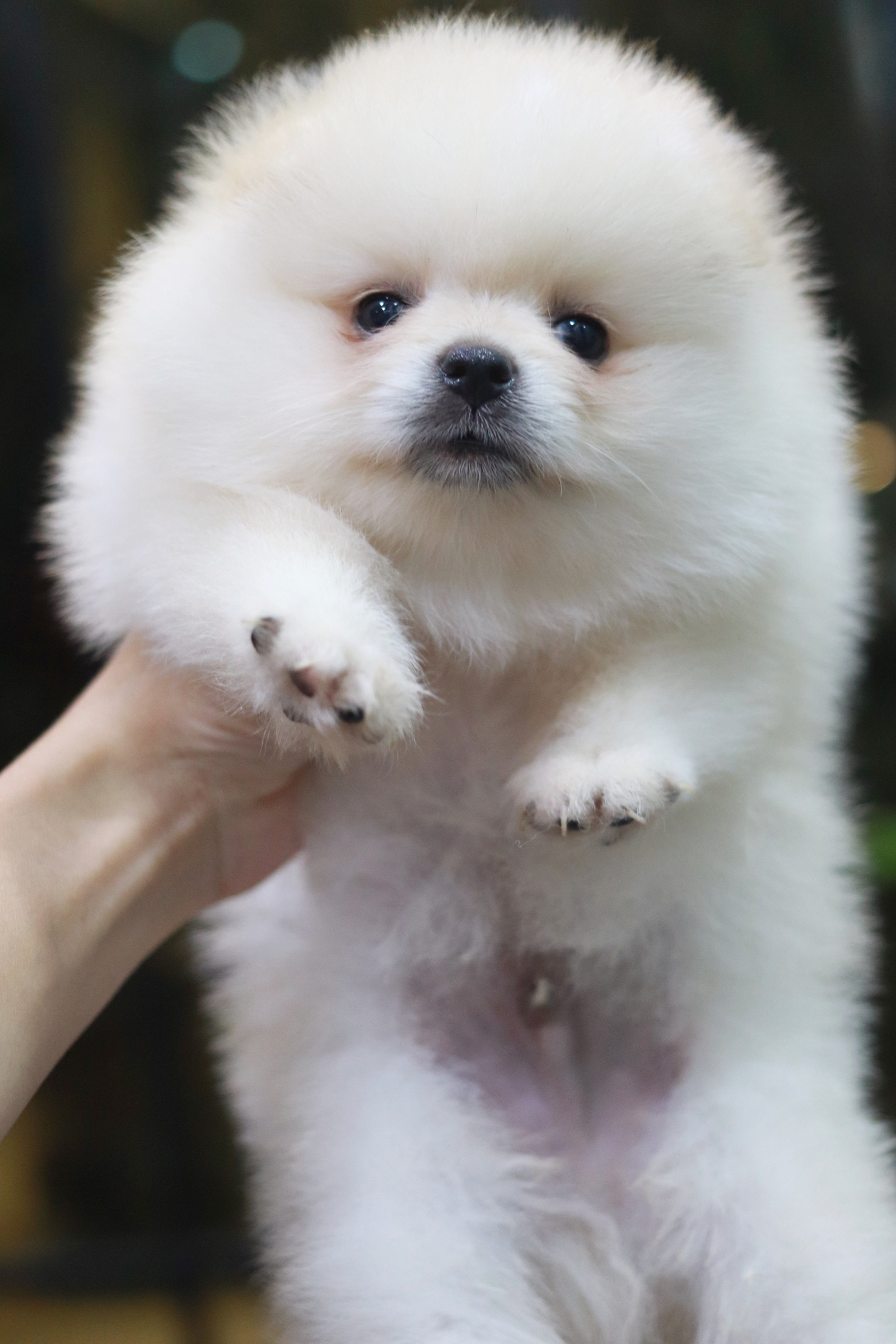 ปอมเมอเรเนียน เพศผู้ สีขาวครีม