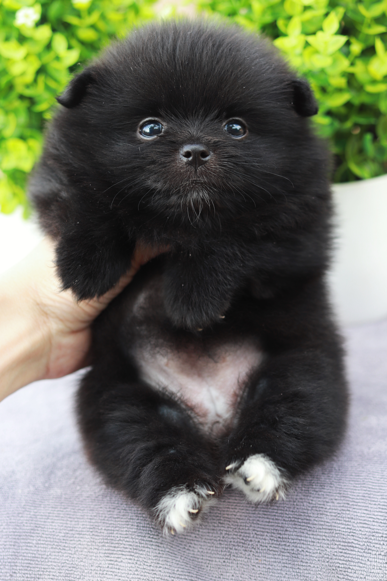 ปอมเมอเรเนียน เพศเมีย