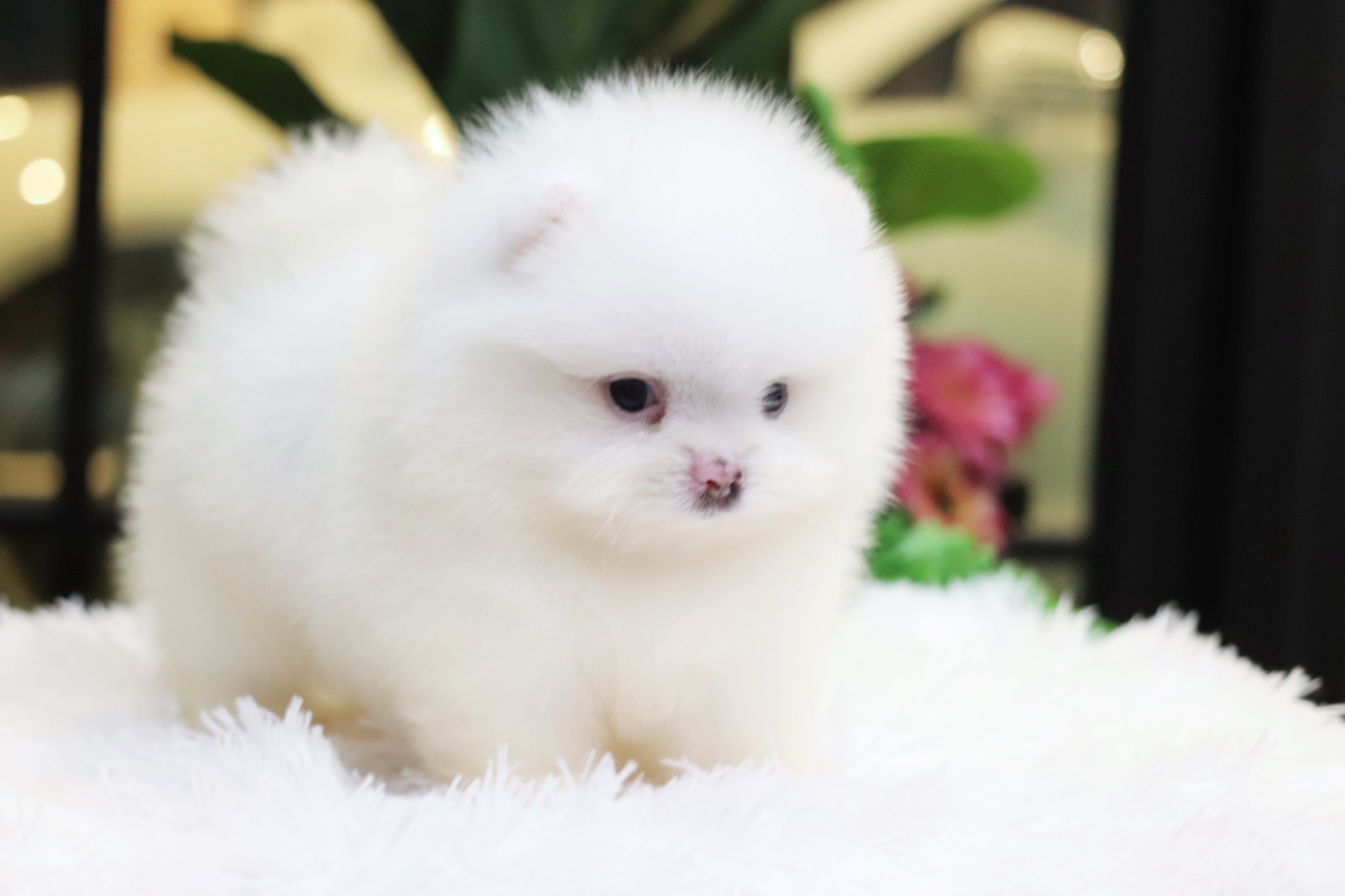 ปอมเมอเรเนียน เพศผู้ สีขาวเกรดโชว์ พร้อมใบเพ็ดดีกรีเต็มใบ