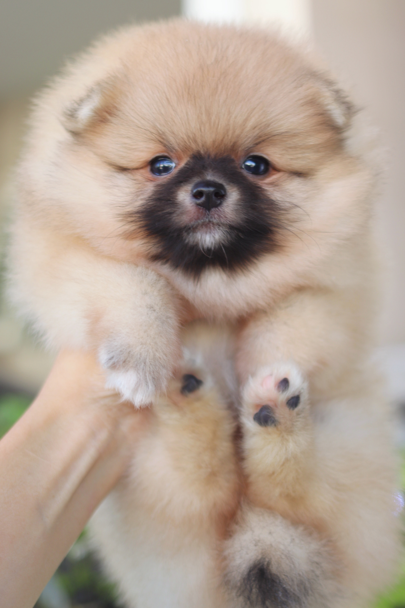 ปอมเมอเรเนียน เพศเมียสีส้ม