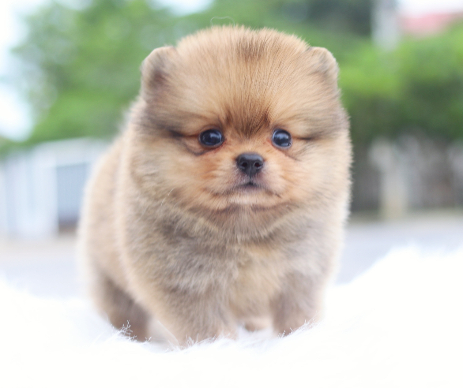 ปอมเมอเรเนียน เพศผู้สีส้ม