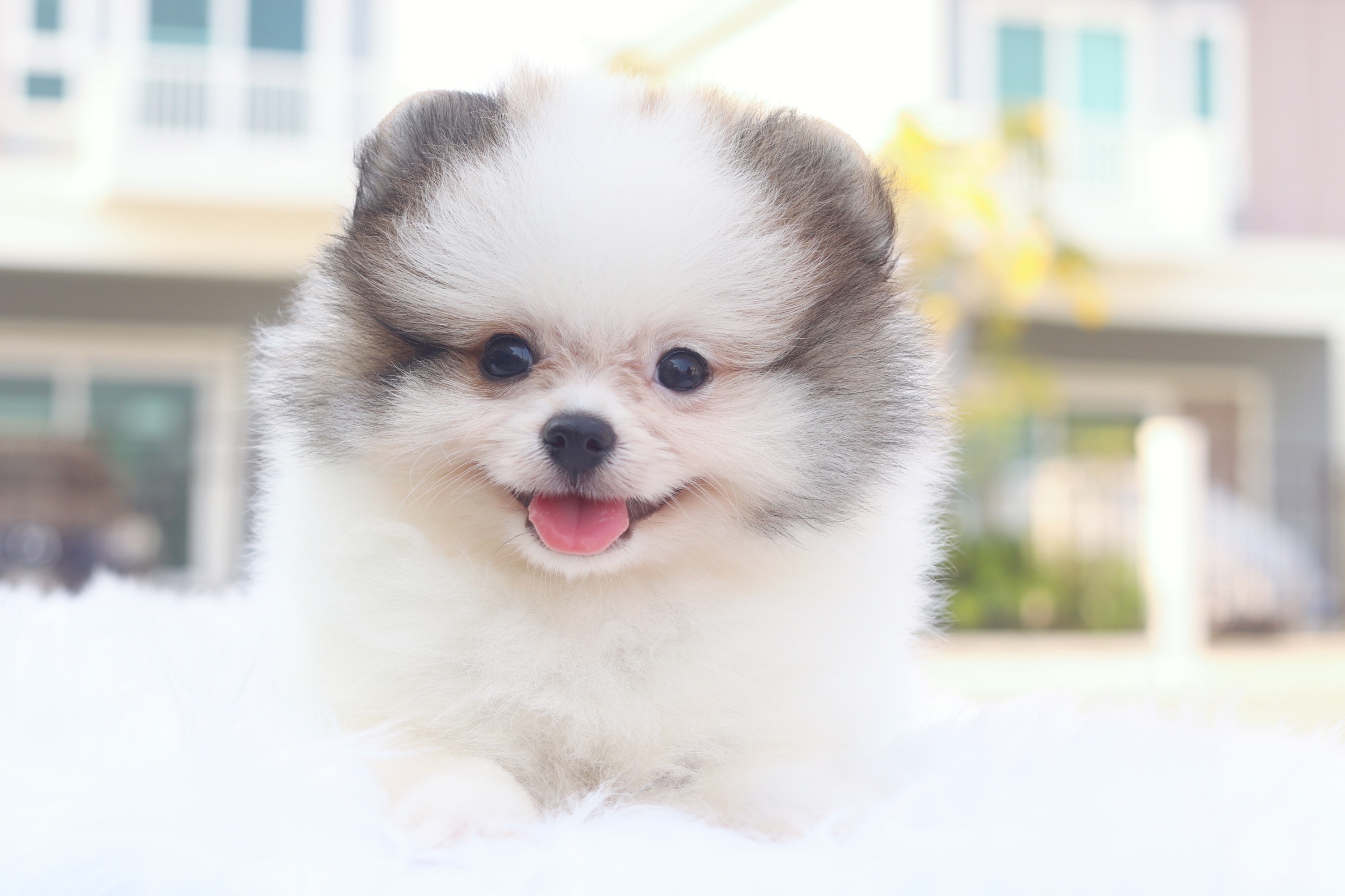 ปอมเมอเรเนียน เพศผู้ สีแฟนซี