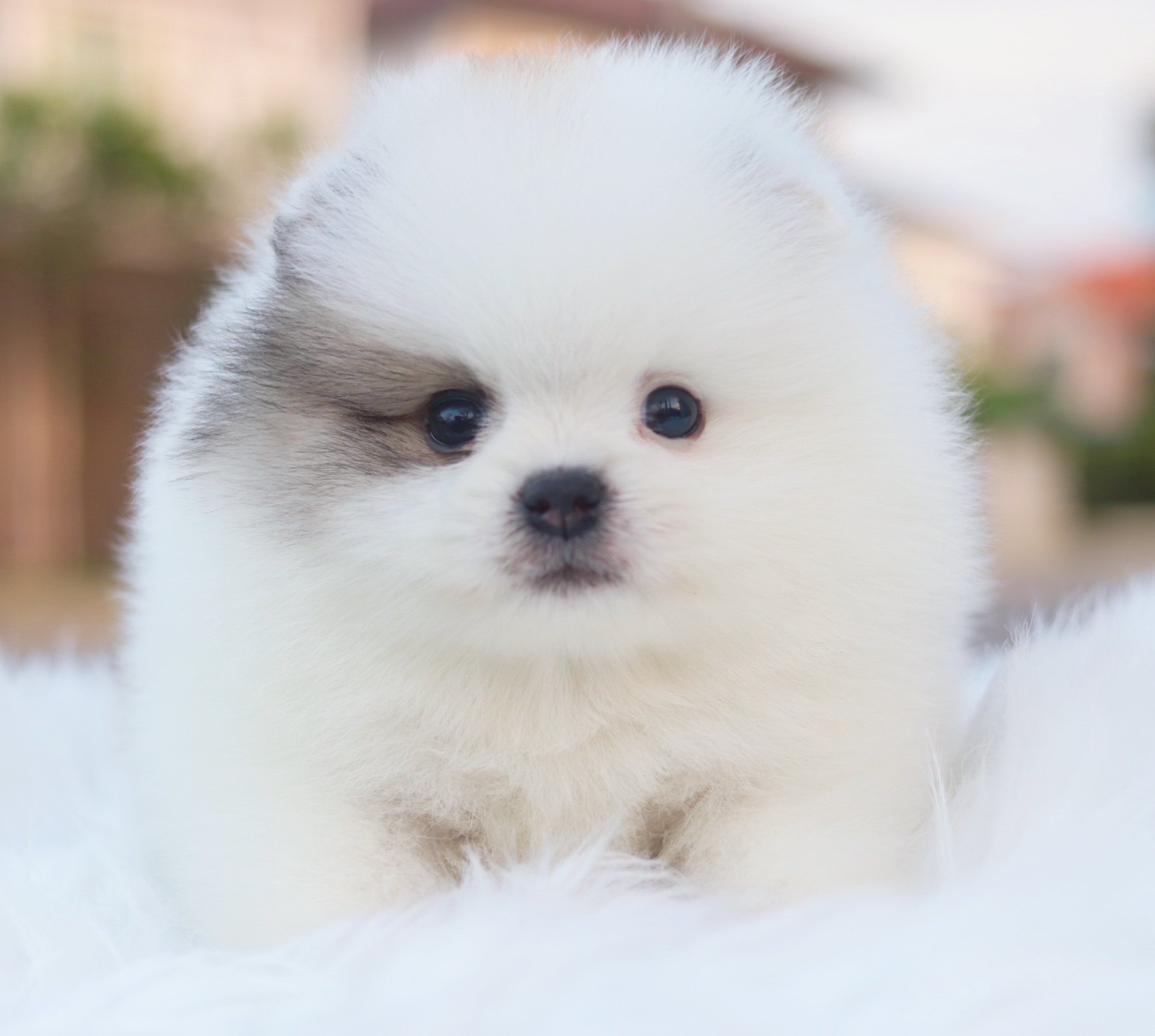 ปอมเมอเรเนียน เพศผู้สีแฟนซี