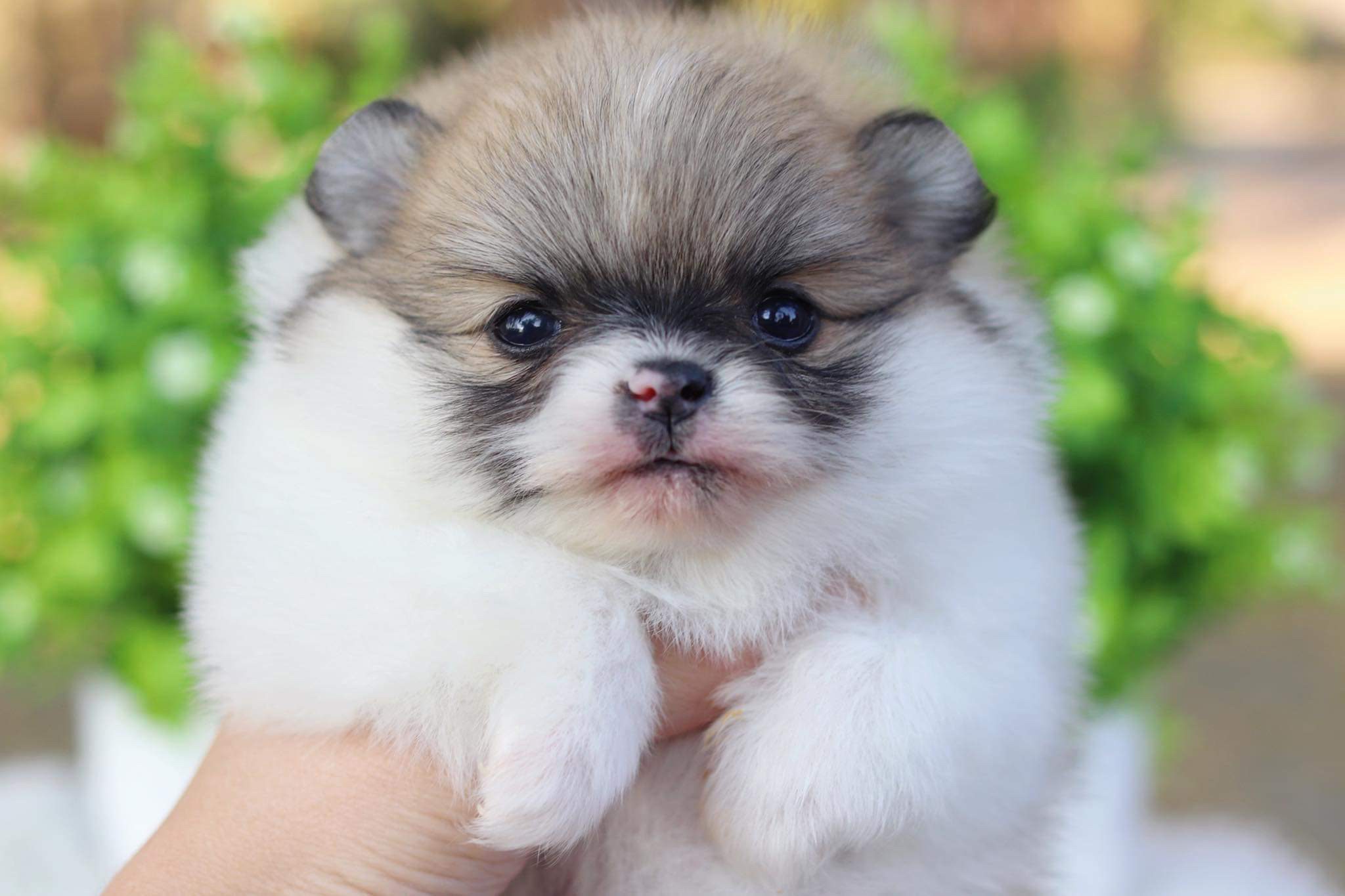 ปอมเมอเรเนียน เพศเมีย