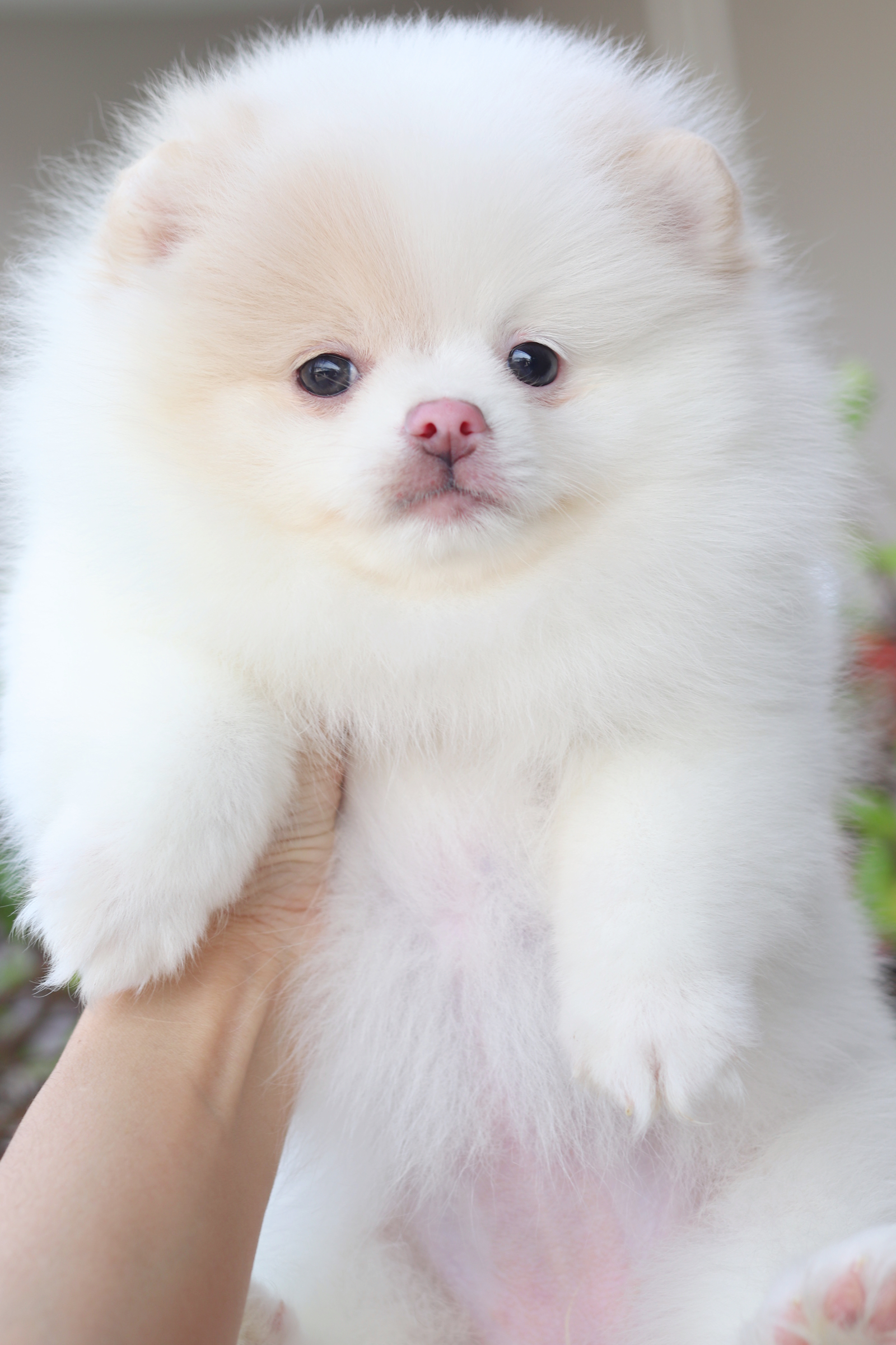 ปอมเมอเรเนียน เพศเมีย สีแฟนซี