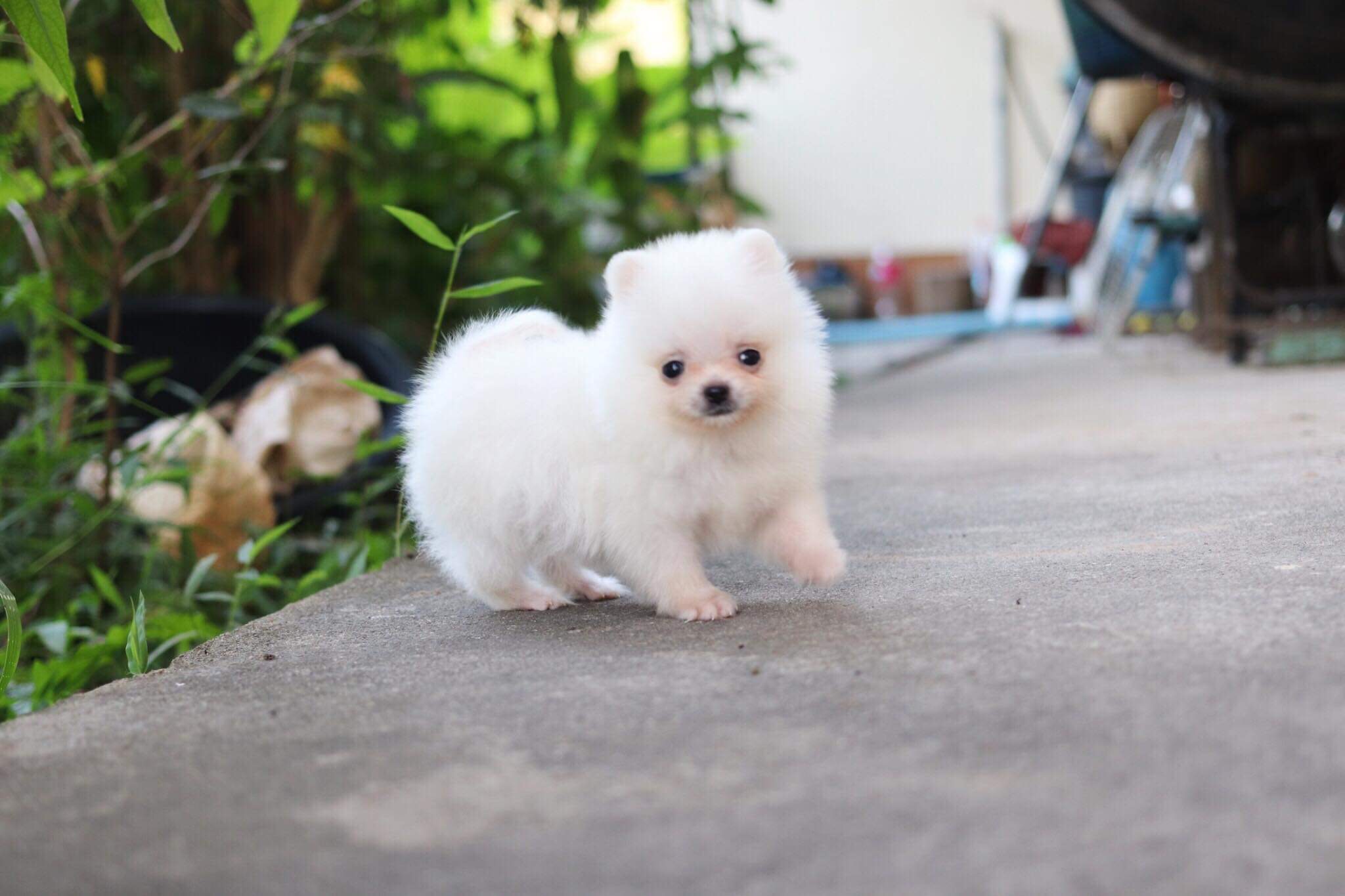 ปอมเมอเรเนียน เพศผู้