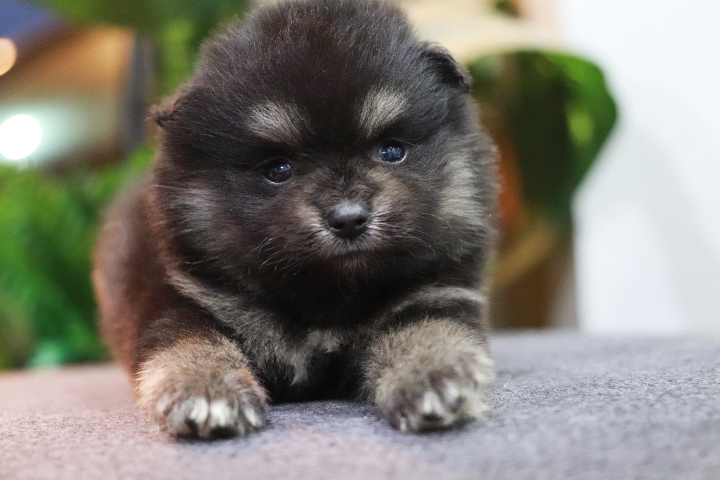 ปอมเมอเรเนียน เพศเมีย แบล็คแทน