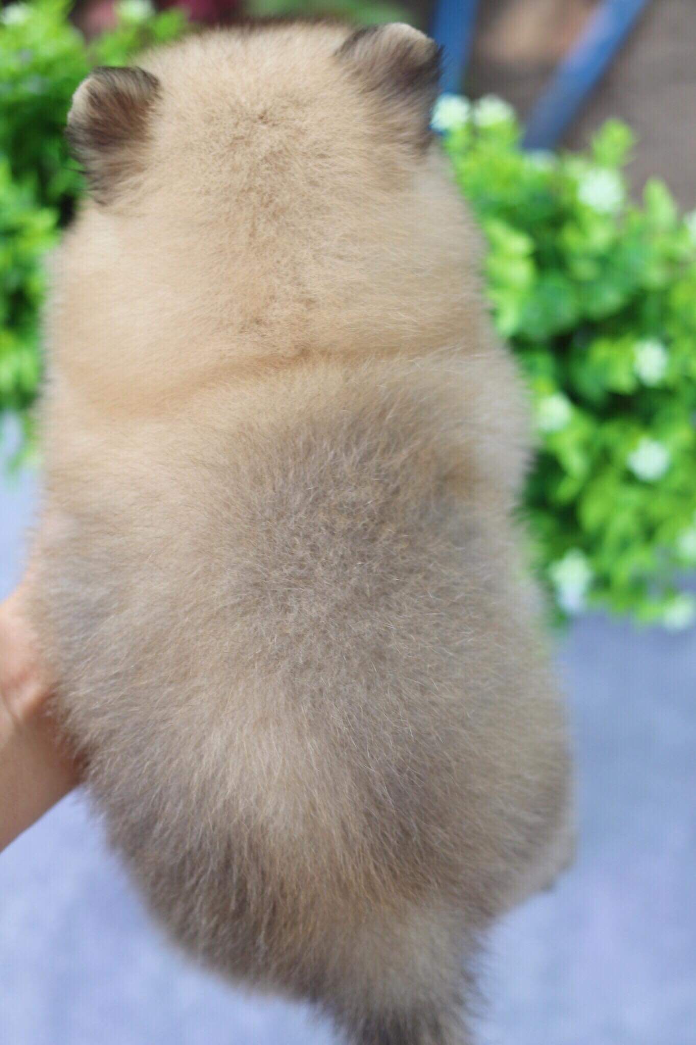 ปอมเมอเรเนียน เพศผู้