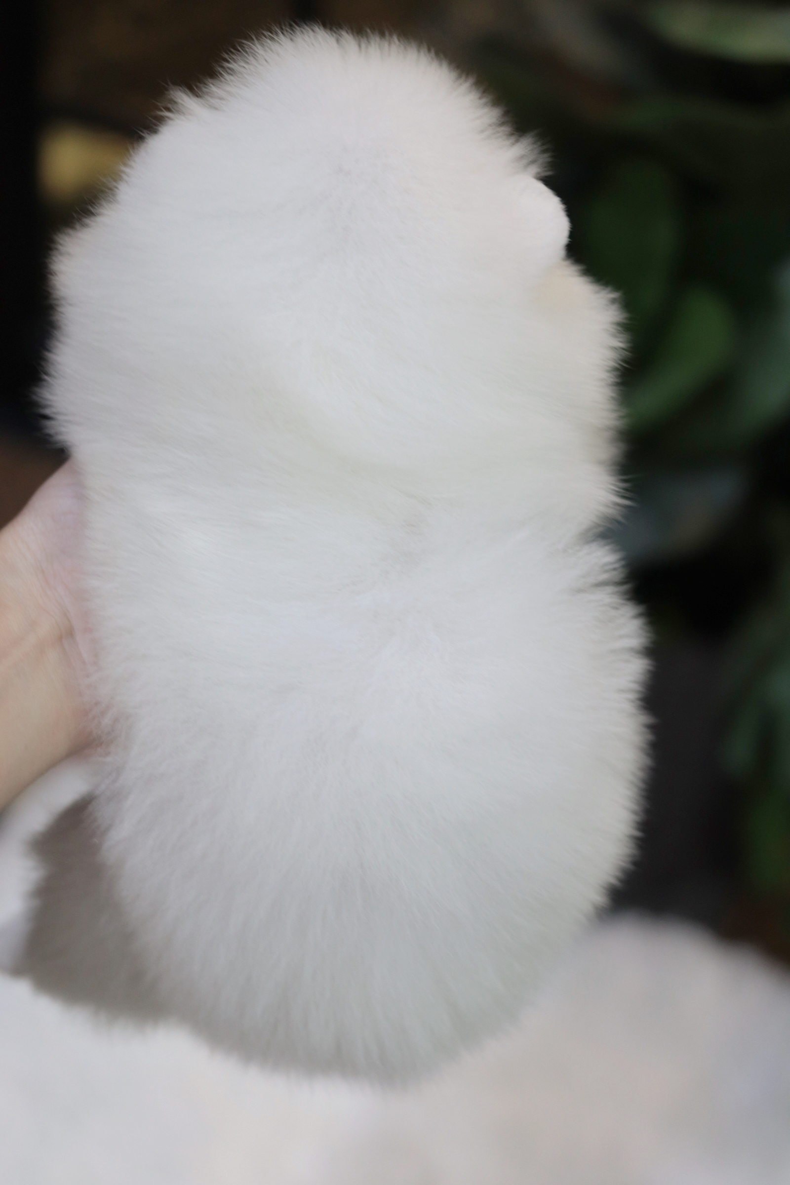 ปอมเมอเรเนียน เพศเมียสีขาว