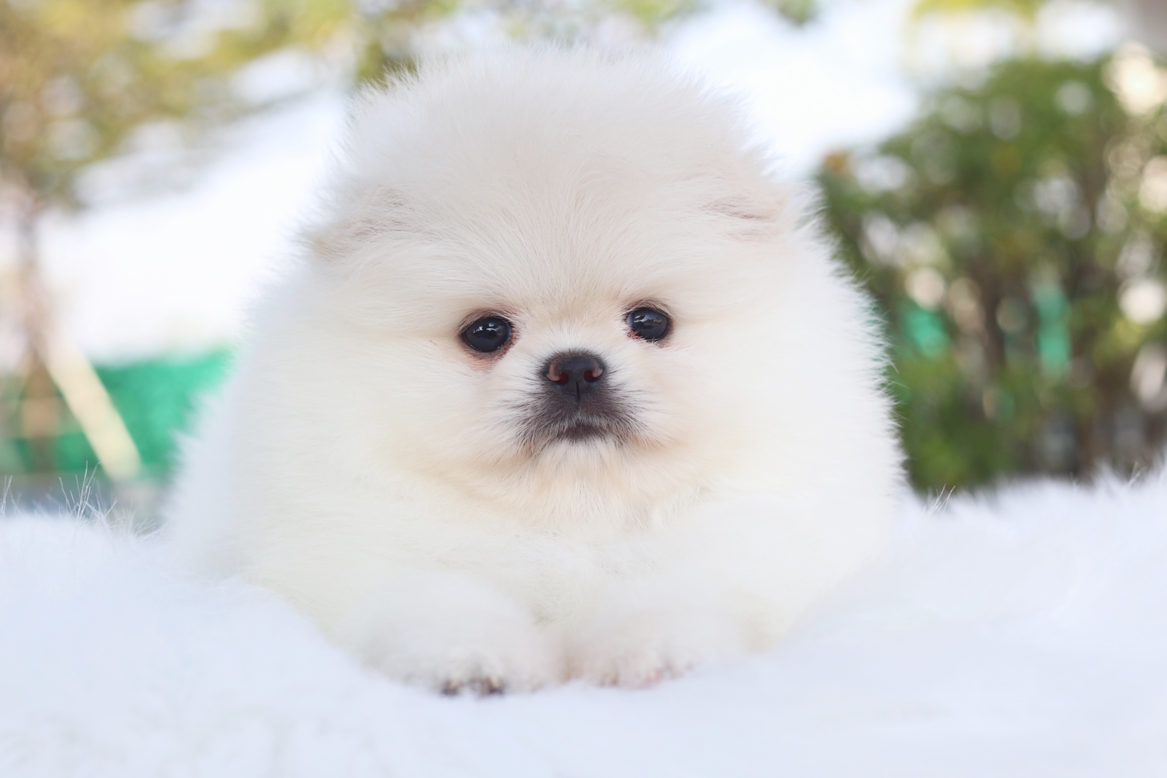 ปอมเมอเรเนียน เพศเมียสีขาวครีม เกรดโชว์