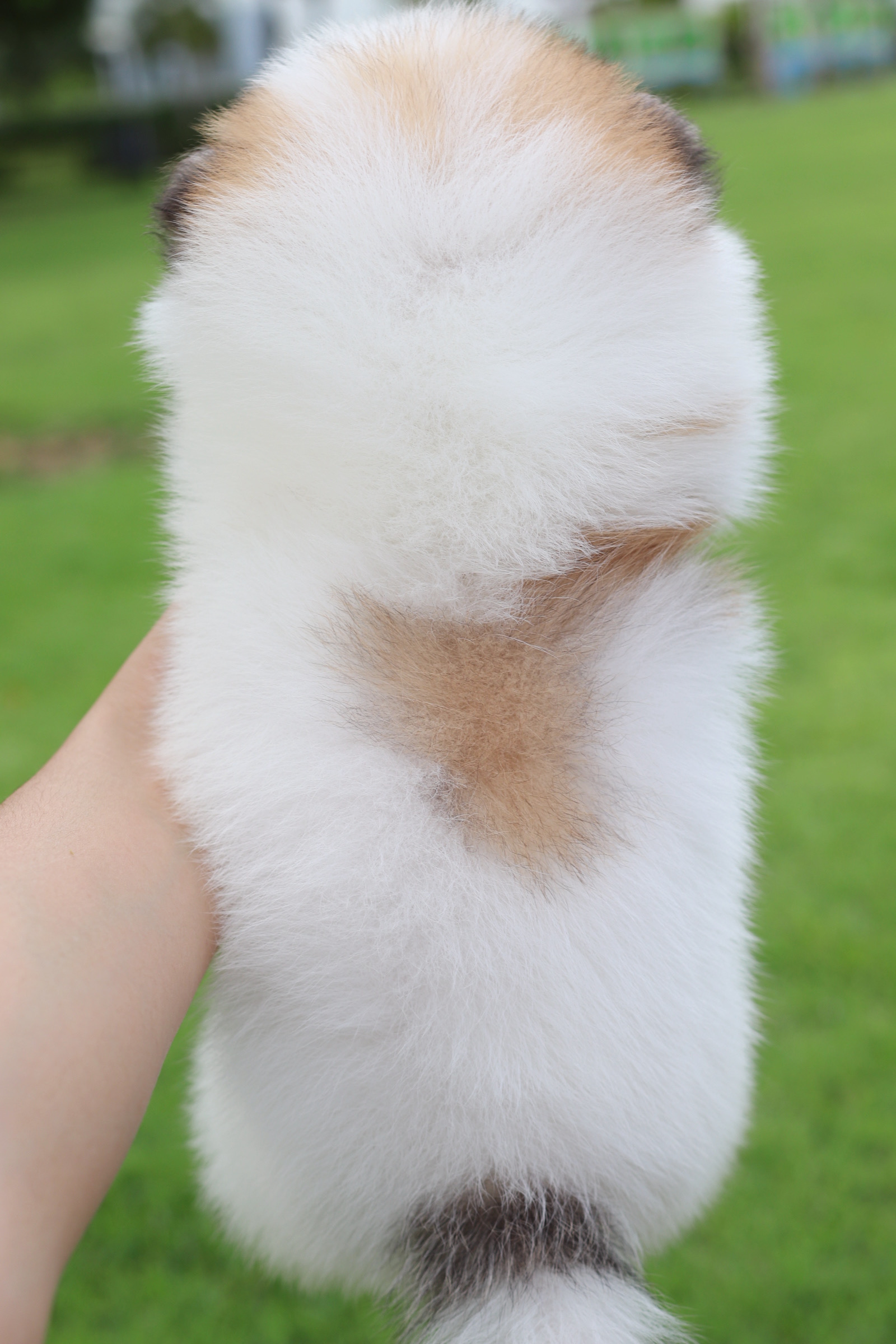 ปอมเมอเรเนียน เพศเมียสีแฟนซี