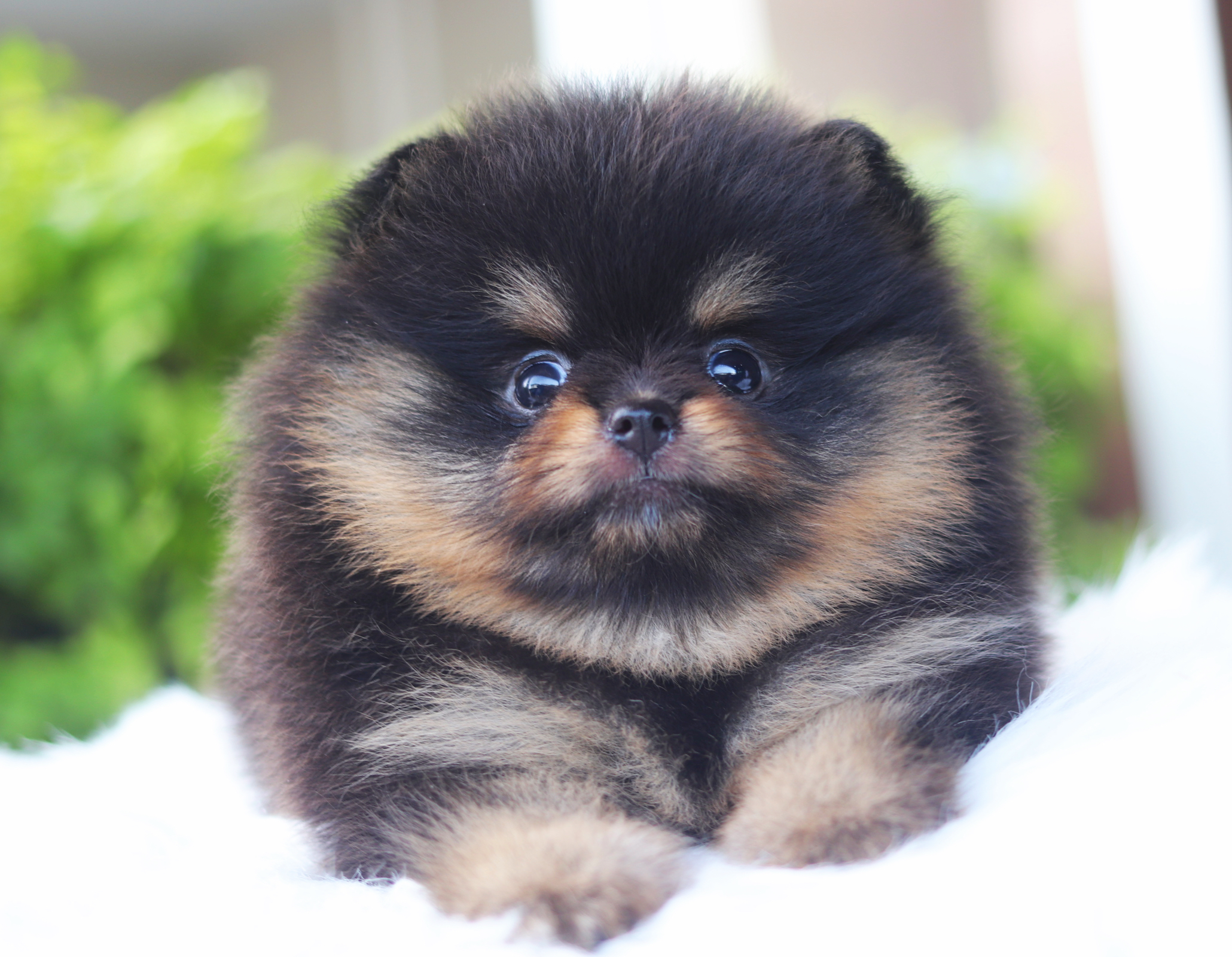 ปอมเมอเรเนียน เพศเมียสีแบล็คแทน