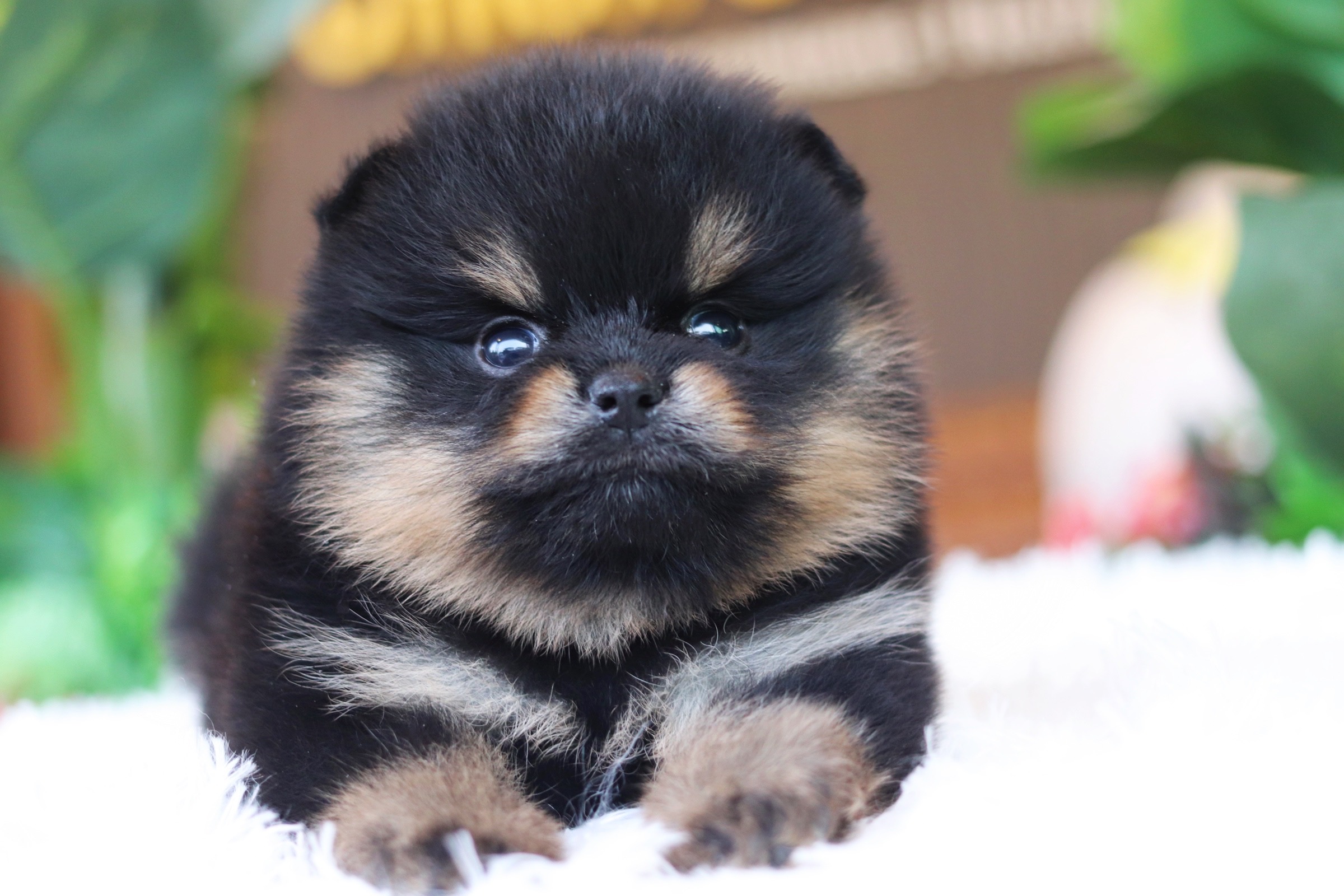 ปอมเมอเรเนียน เพศผู้ แบล็คแทน เกรดโชว์