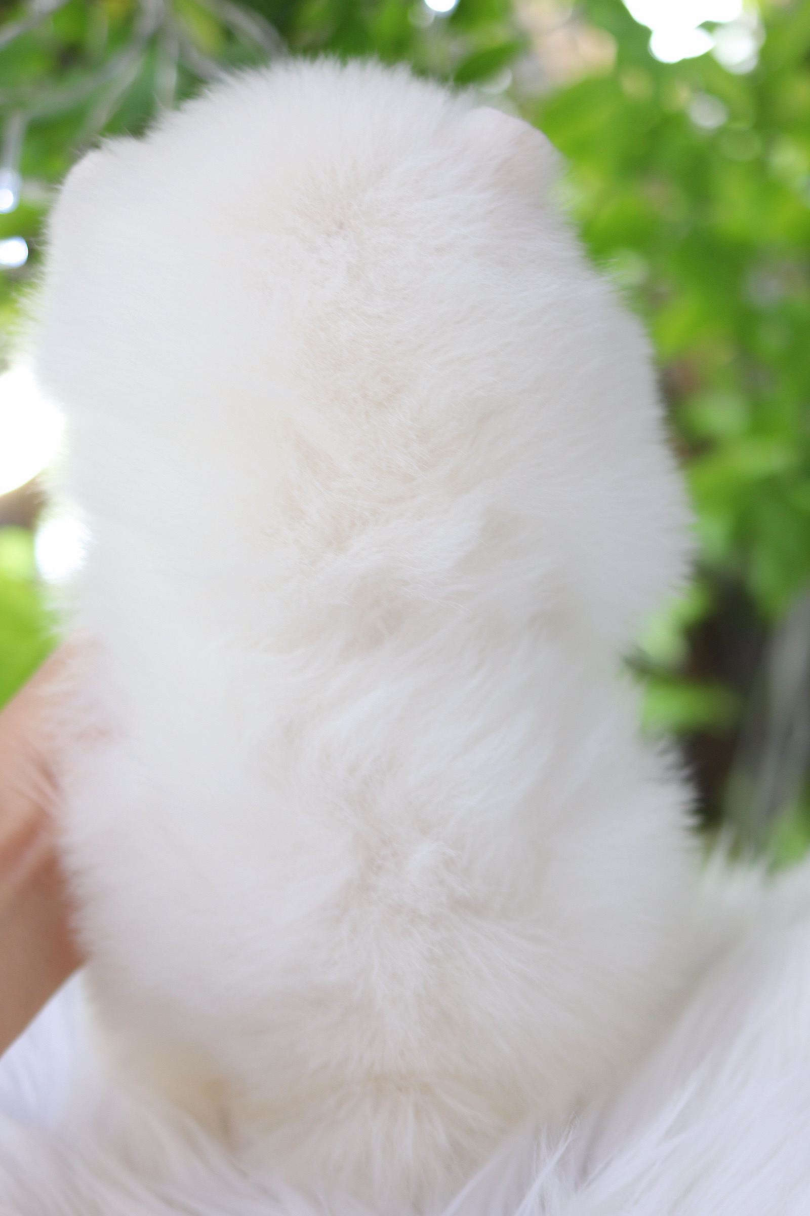 ปอมเมอเรเนียน เพศผู้ สีขาวครีม เกรดโชว์ สายเลือดเกาหลี