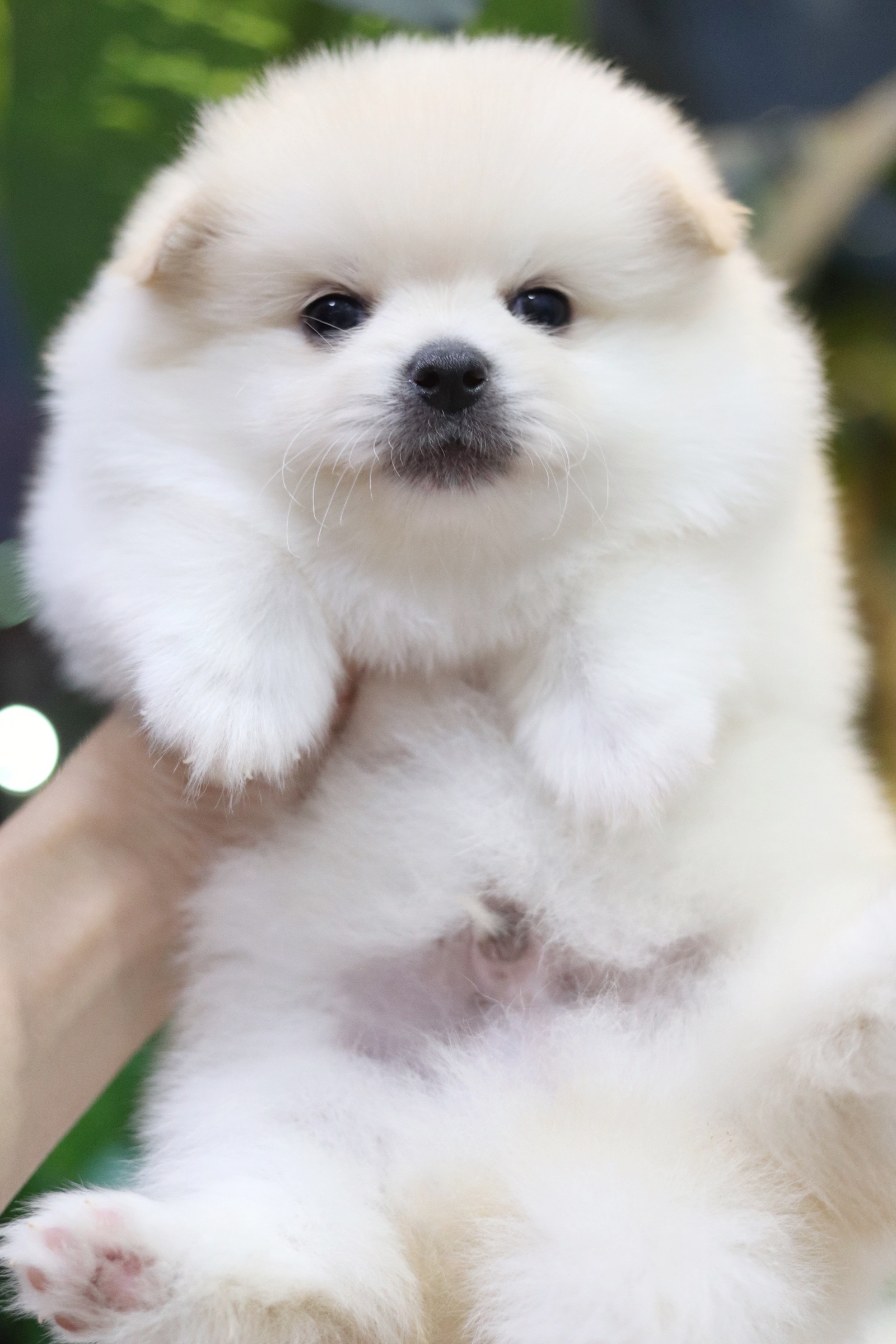 ปอมเมอเรเนียน เพศผู้ขาวครีม