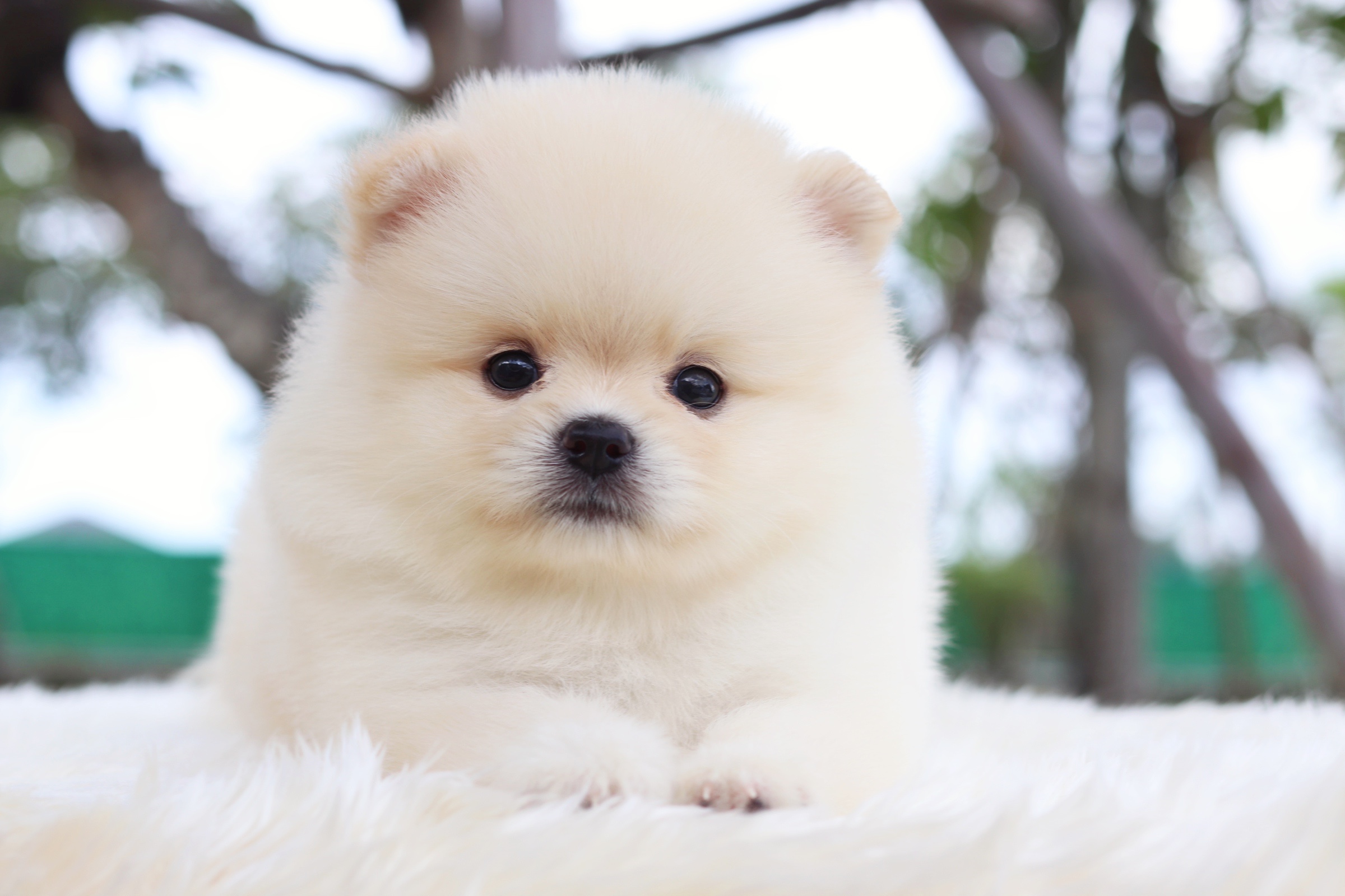 ปอมเมอเรเนียน เพศผู้ ขาวครีม