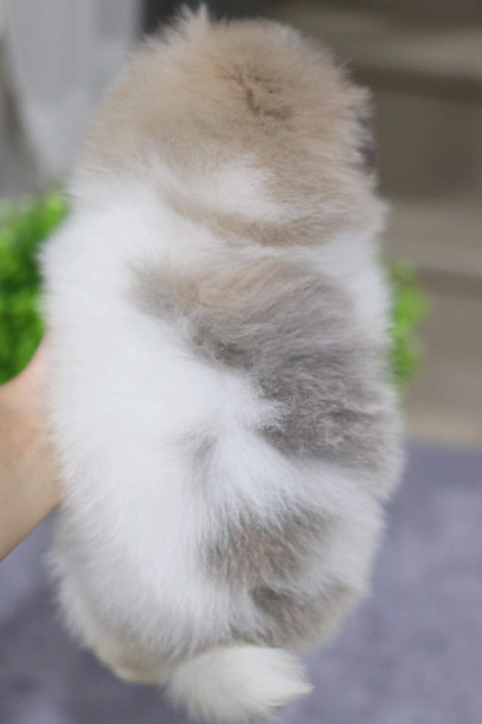 ปอมเมอเรเนียน เพศผู้