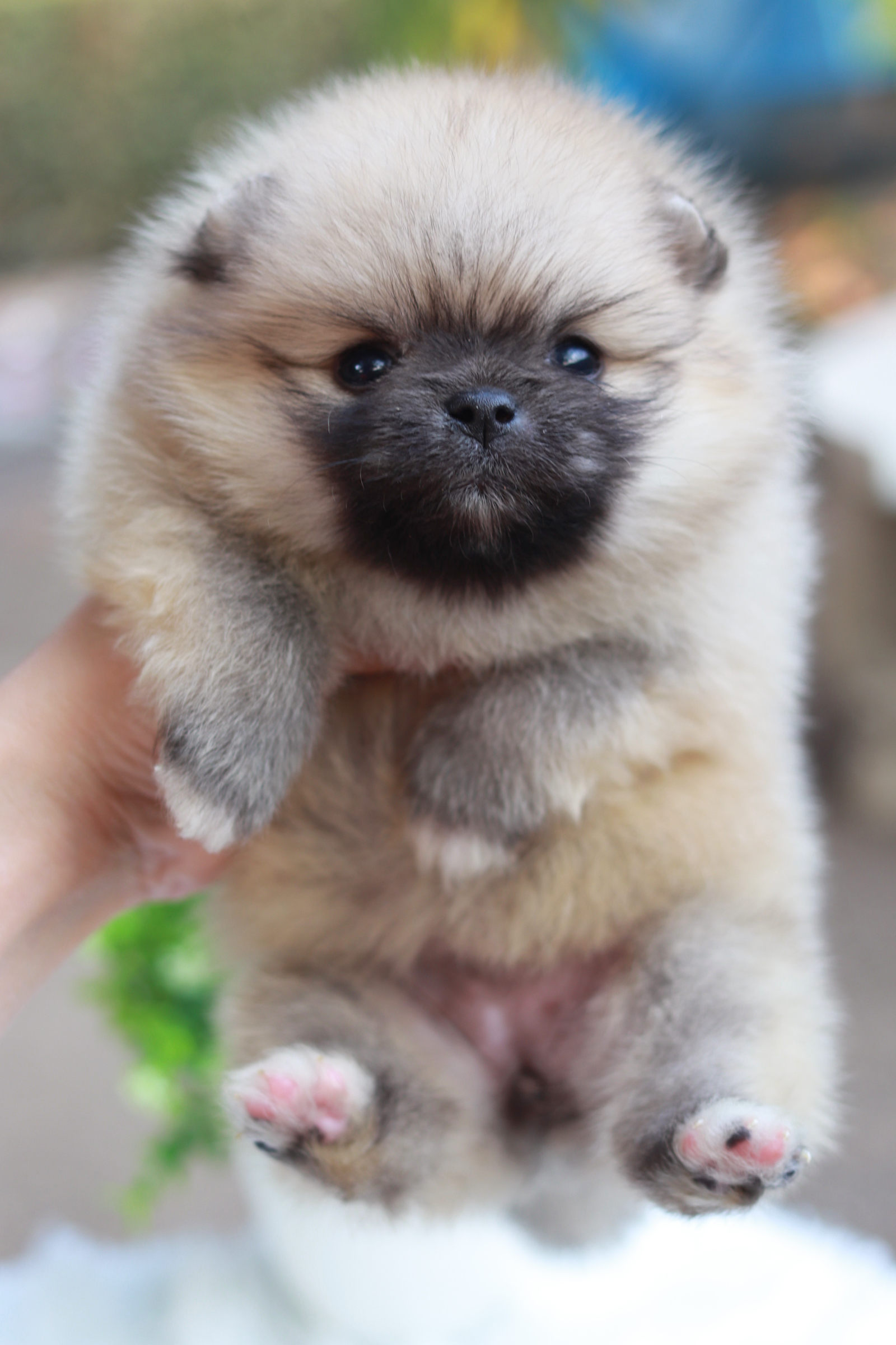 ปอมเมอเรเนียน เพศเมีย