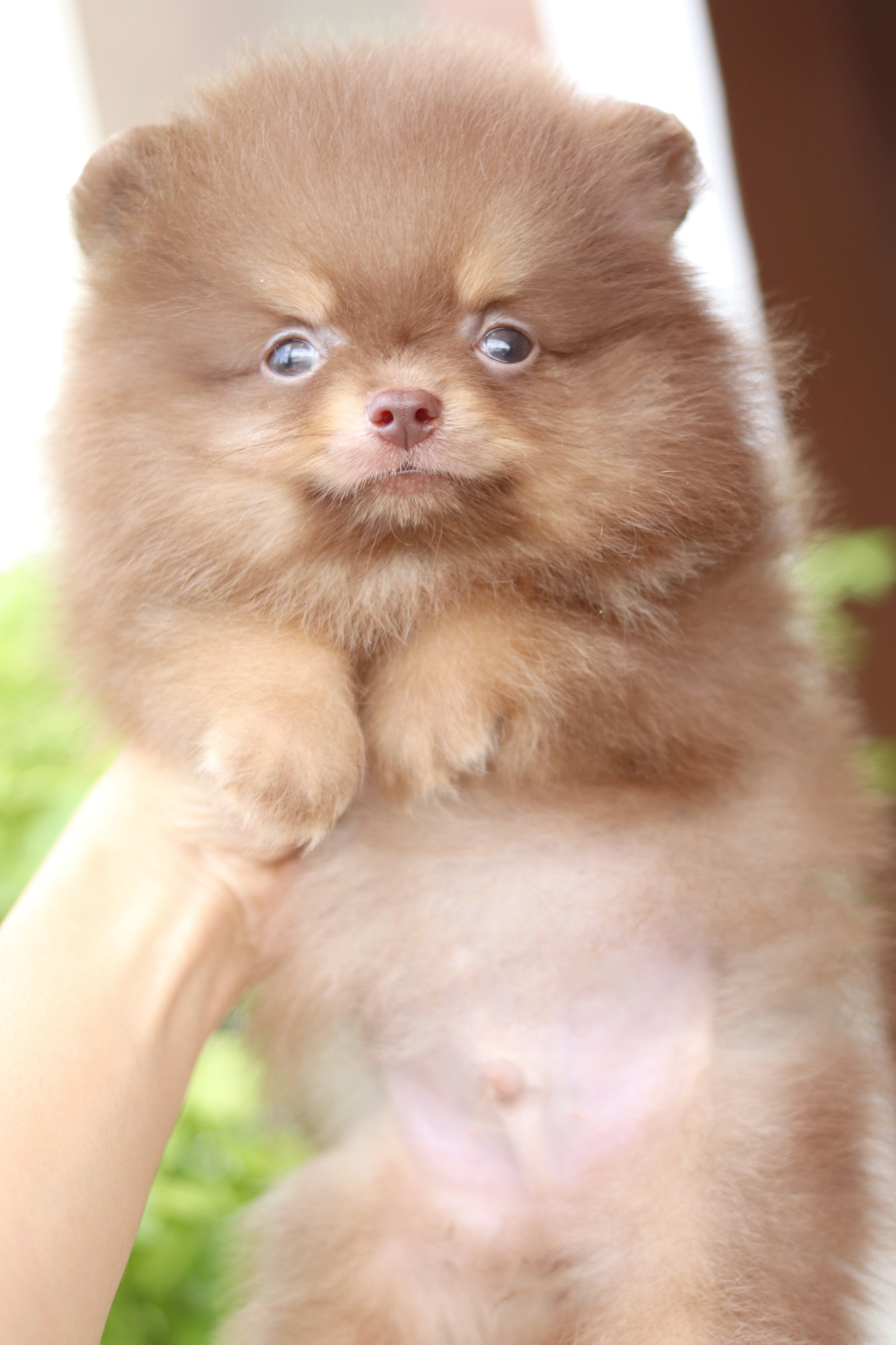 ปอมเมอเรเนียน เพศผู้สีช็อคแทน