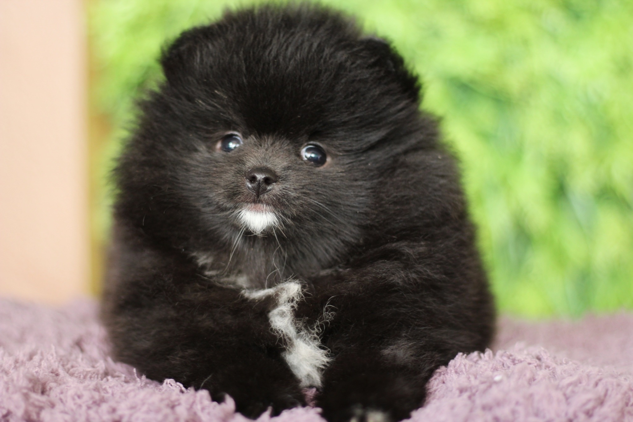 ปอมเมอเรเนียน เพศผู้ สีดำ