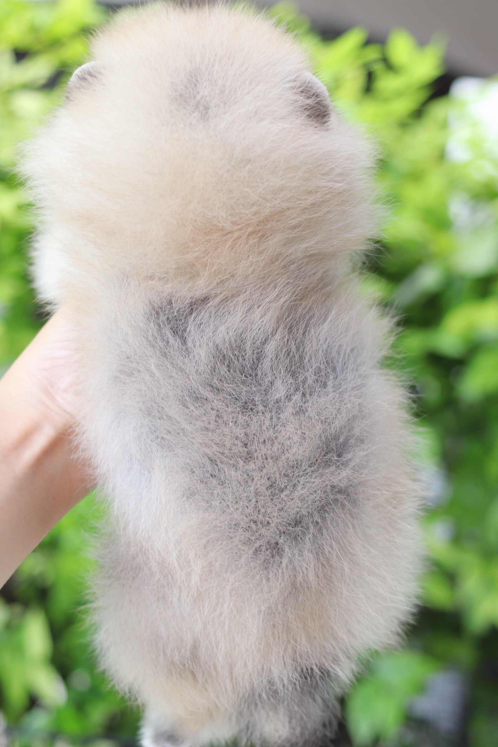 ปอมเมอเรเนียน เพศเมียสีส้ม เกรดโชว์