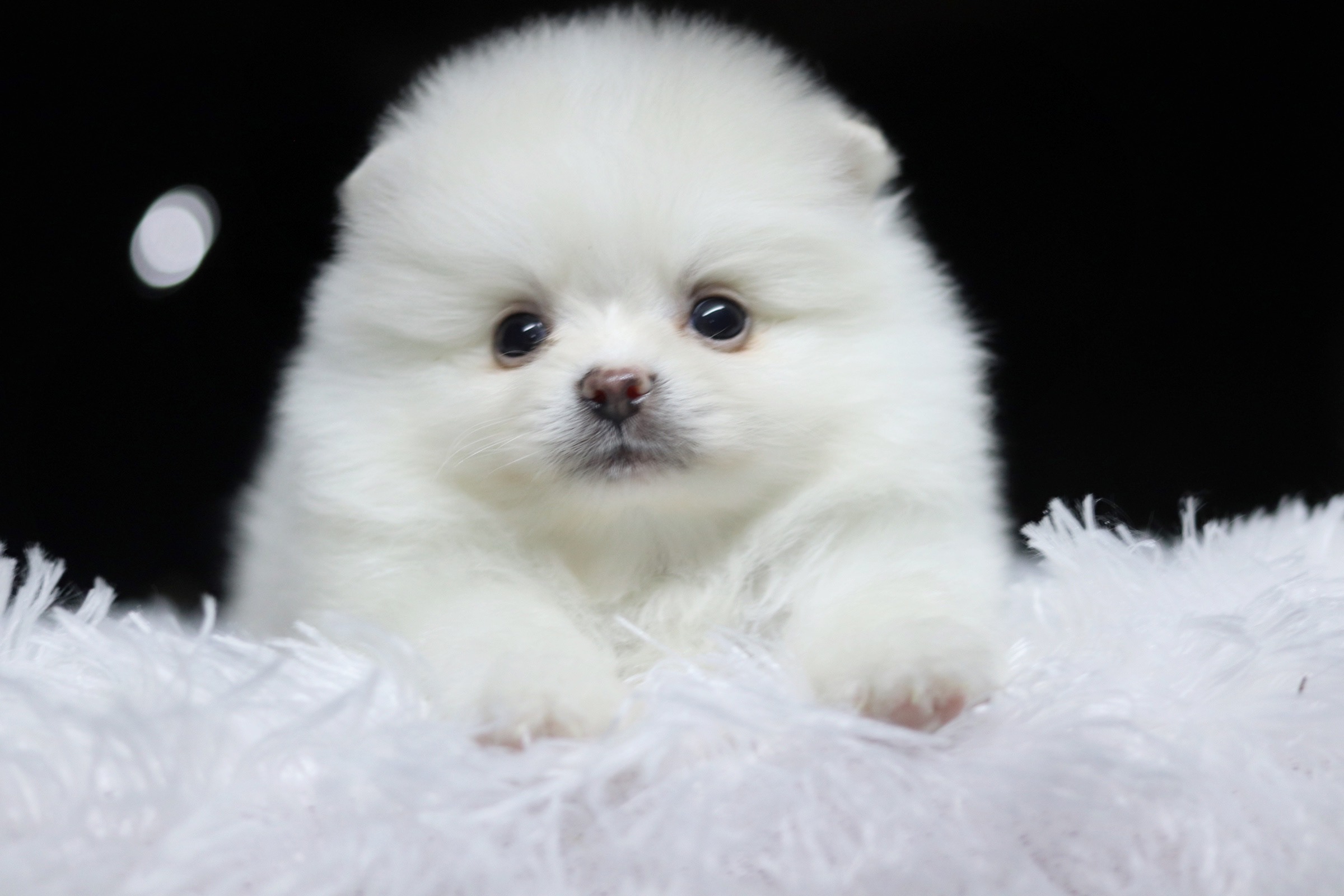 ปอมเมอเรเนียน เพศผู้ ขาวครีม