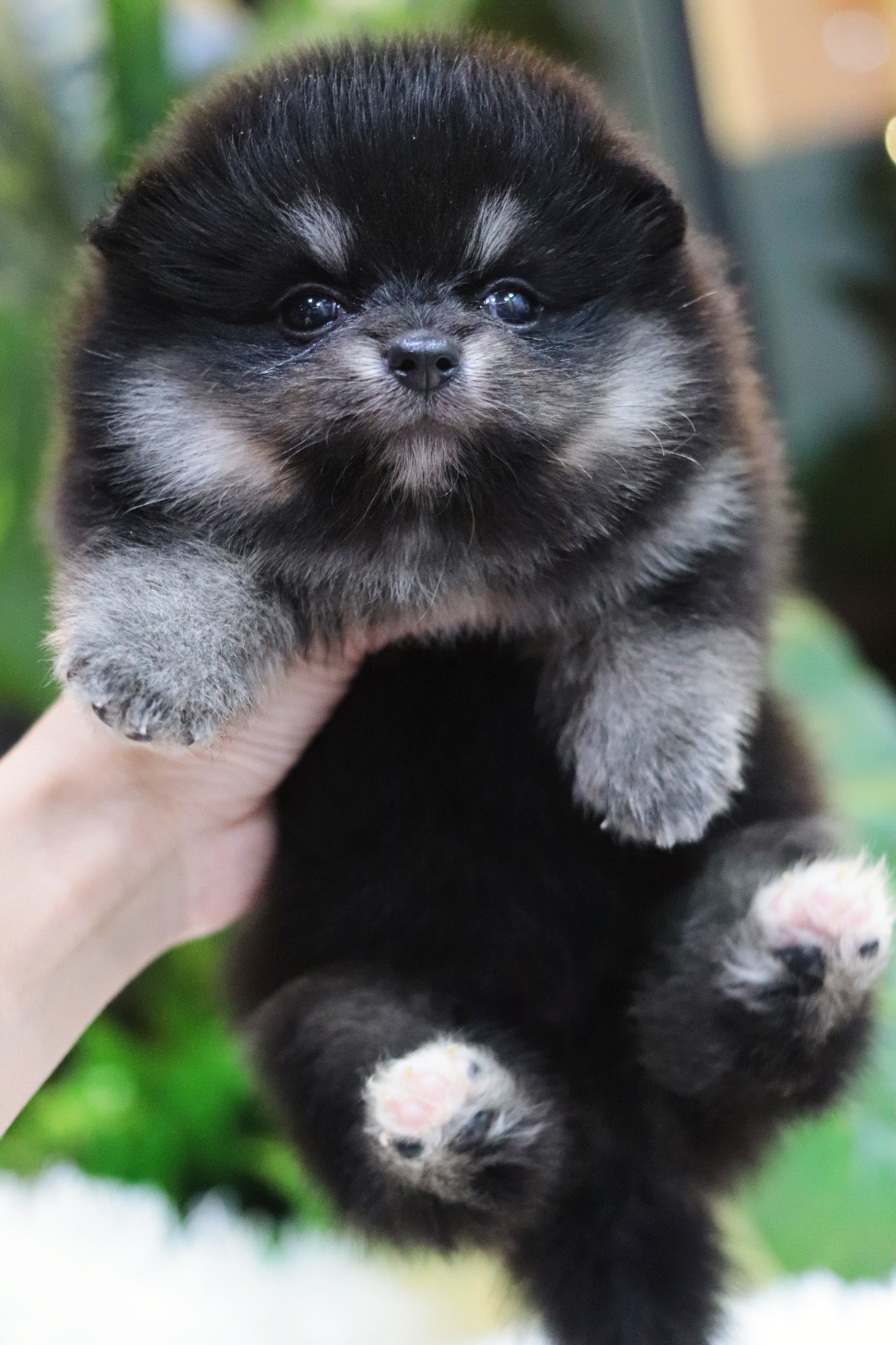 ปอมเมอเรเนียน เพศเมียแบล็คแทน