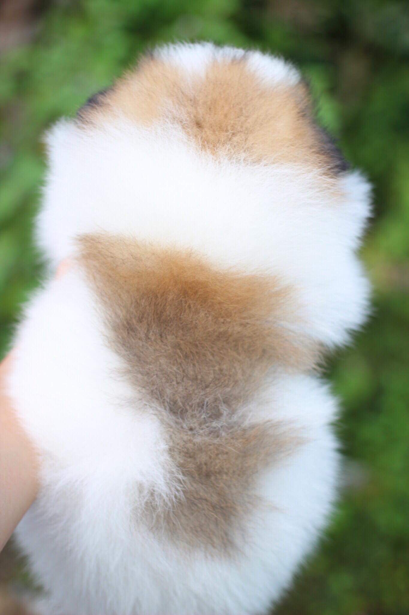 ปอมเมอเรเนียน เพศผู้ปาตี้