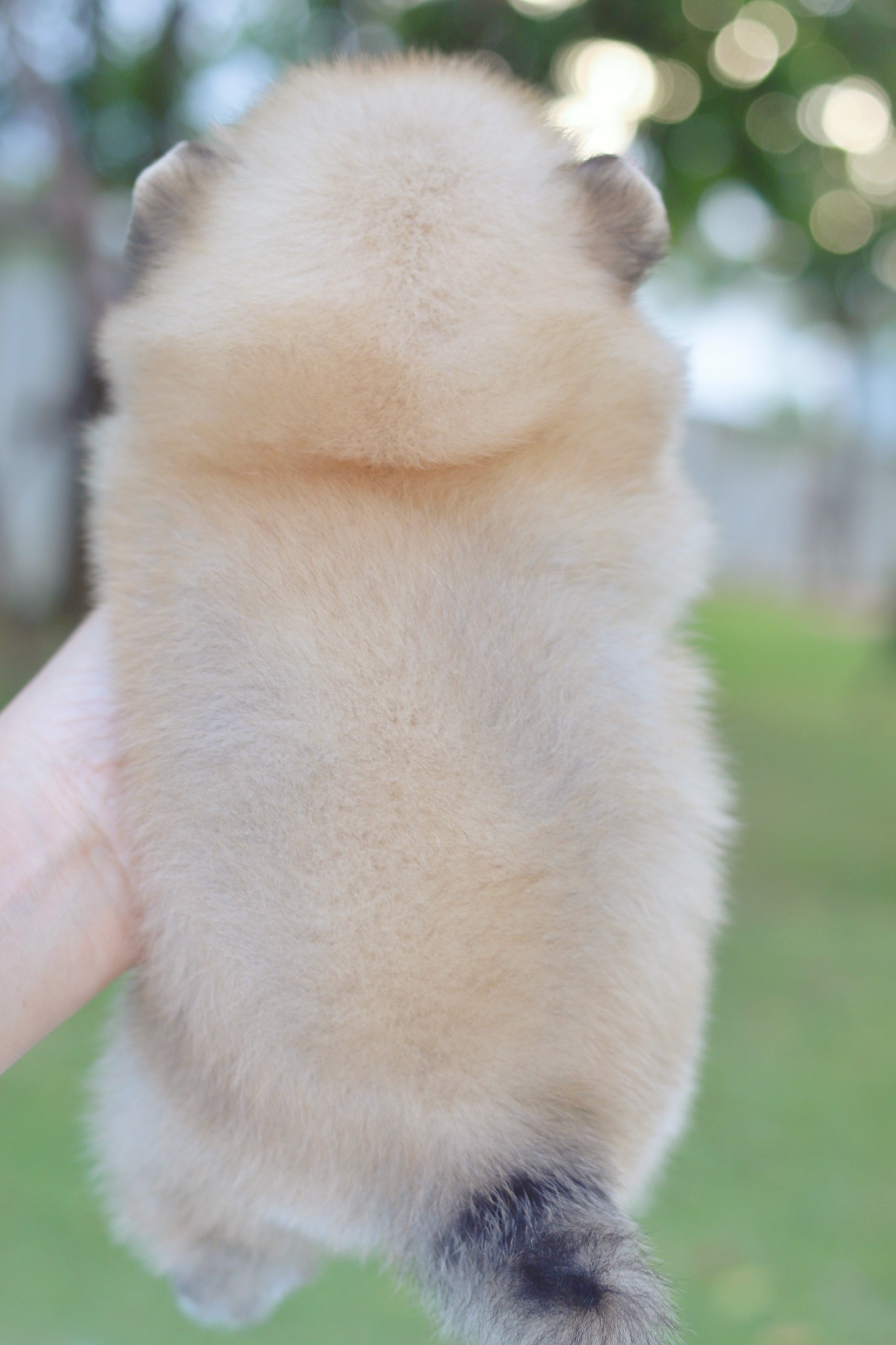 ปอมเมอเรเนียน เพศผู้สีส้ม