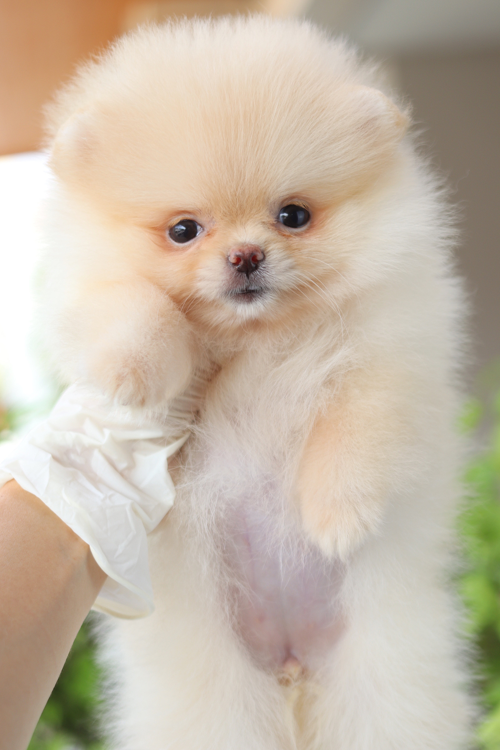 ปอมเมอเรเนียน เพศเมียสีครีม