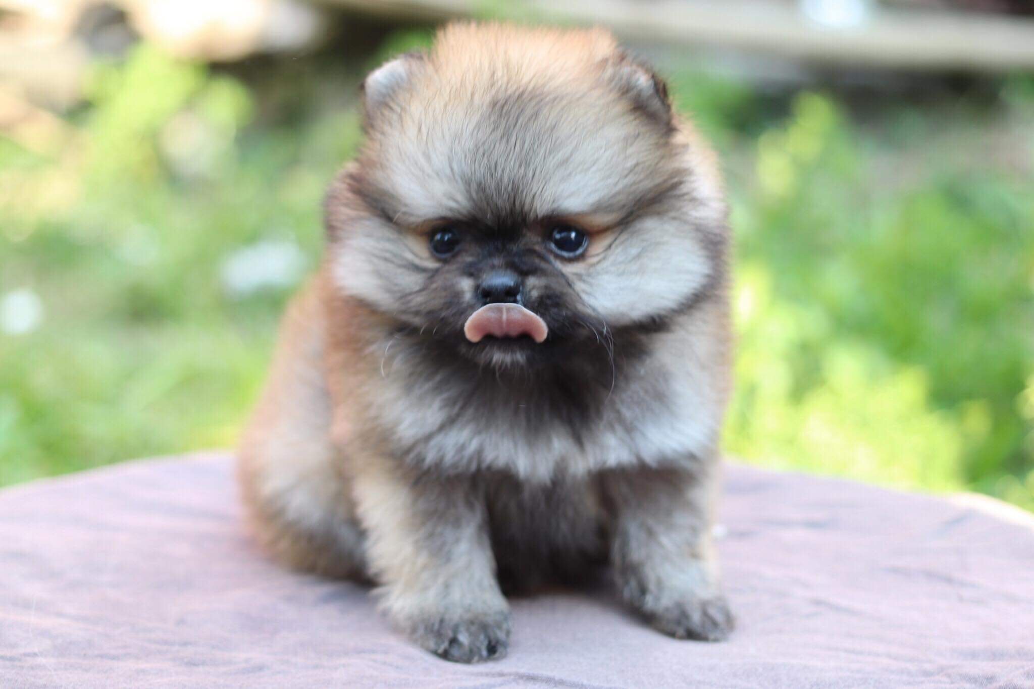 ปอมเมอเรเนียน เพศเมีย