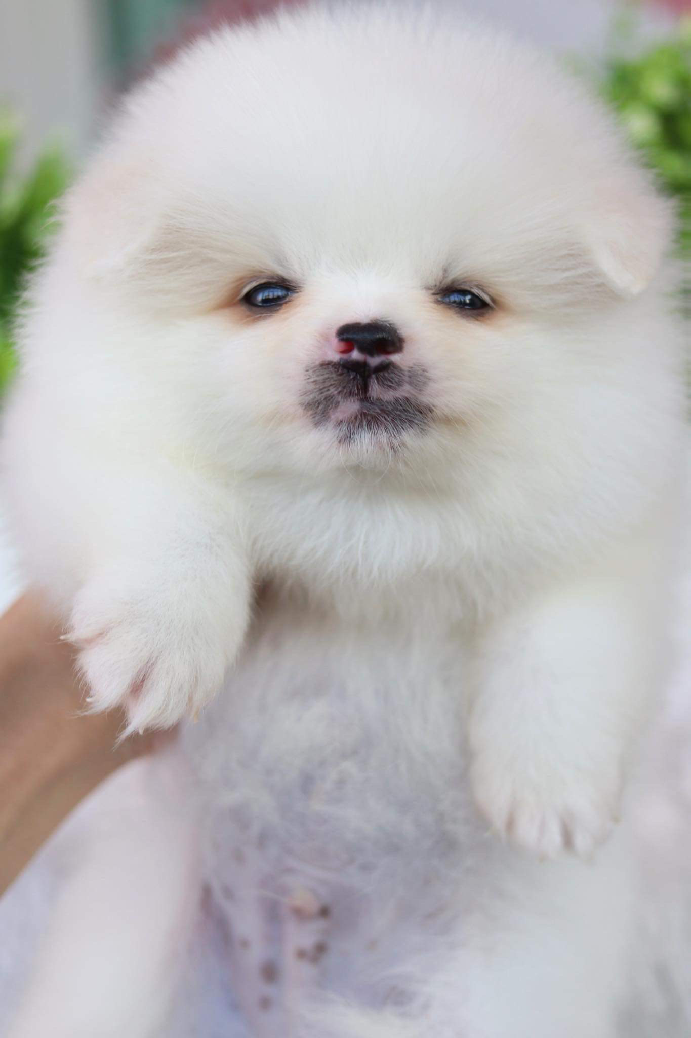 ปอมเมอเรเนียน เพศผู้ หน้า Fox