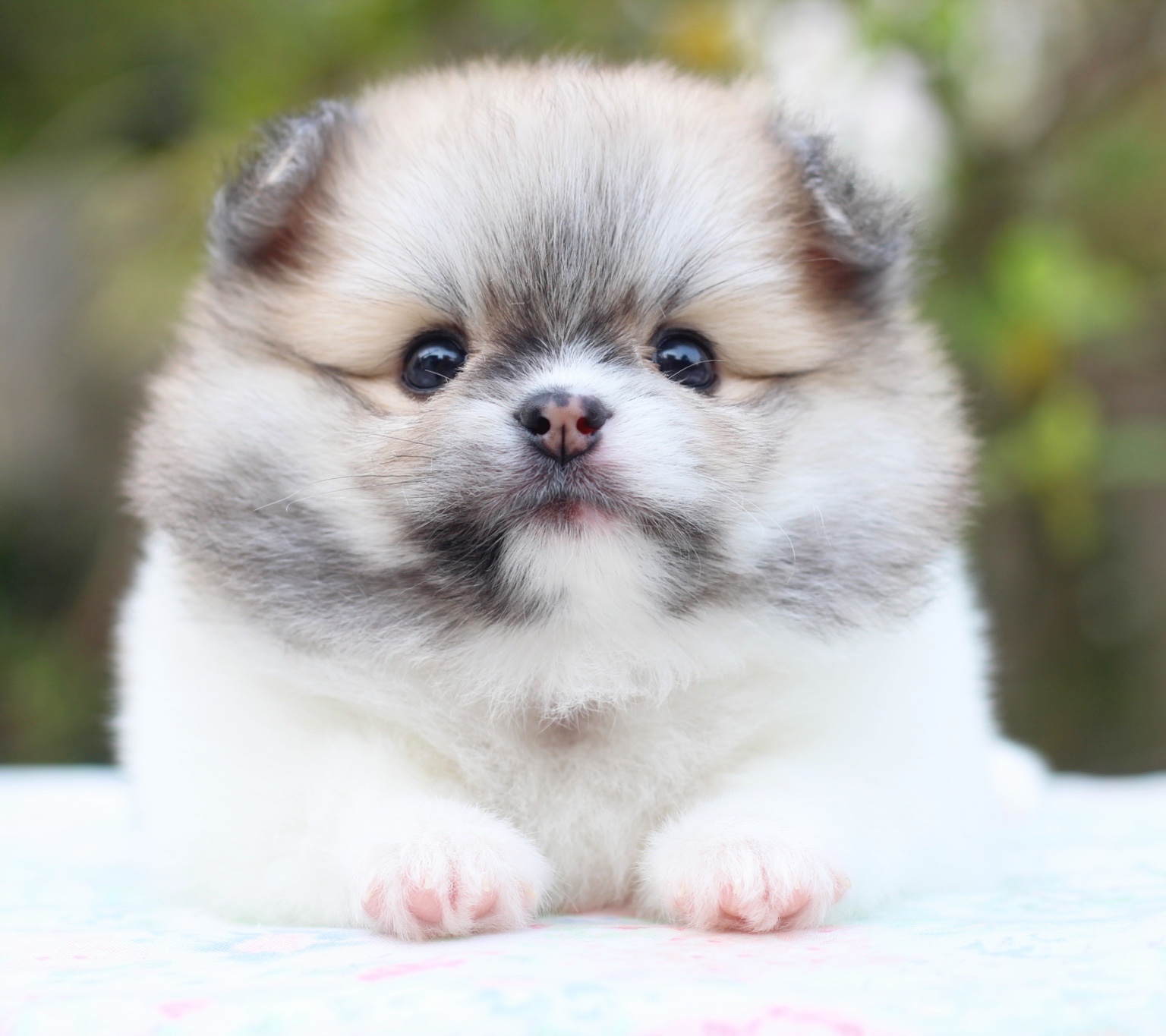 ปอมเมอเรเนียน เพศเมีย สีแฟนซี