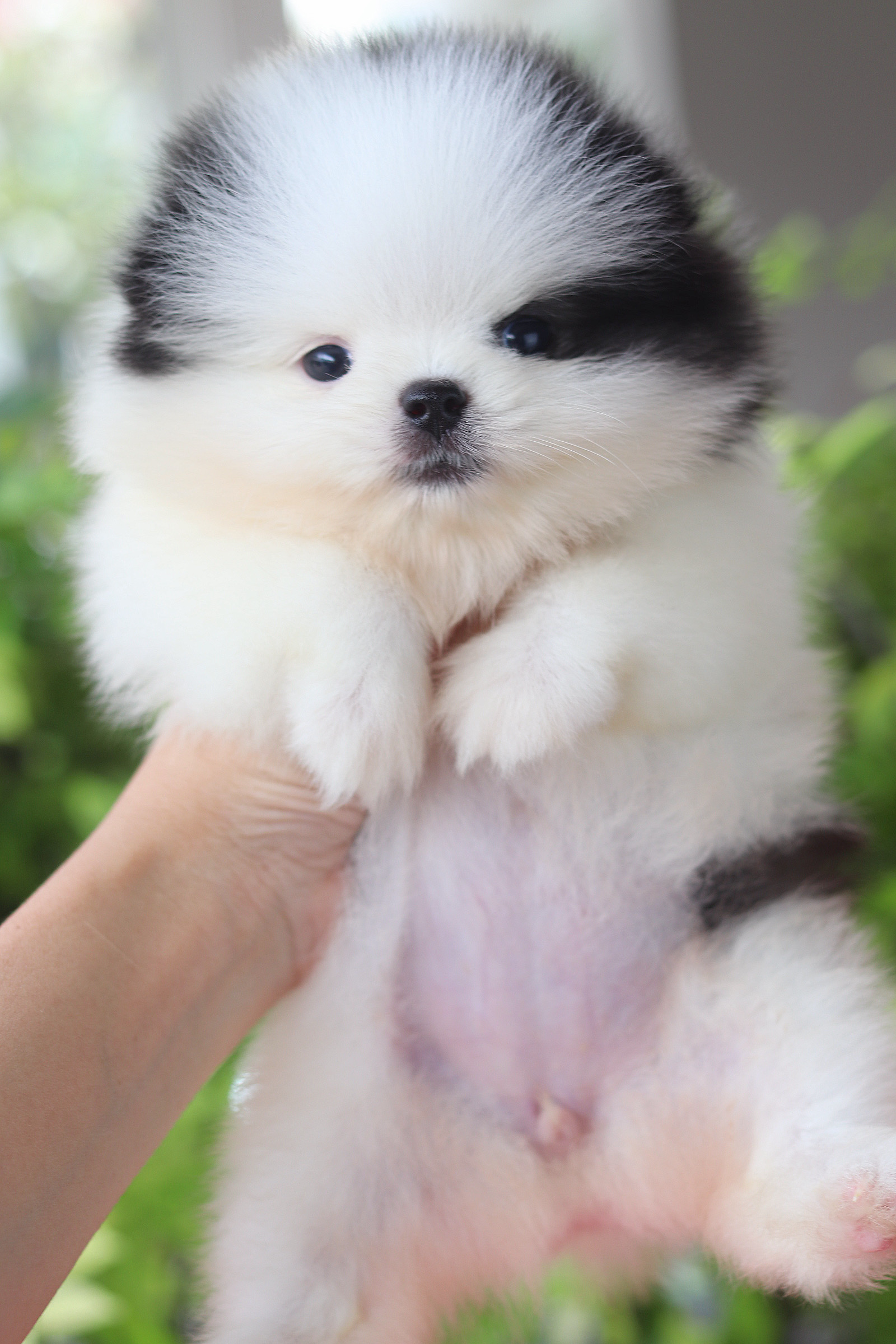 ปอมเมอเรเนียน เพศเมียสีแฟนซี