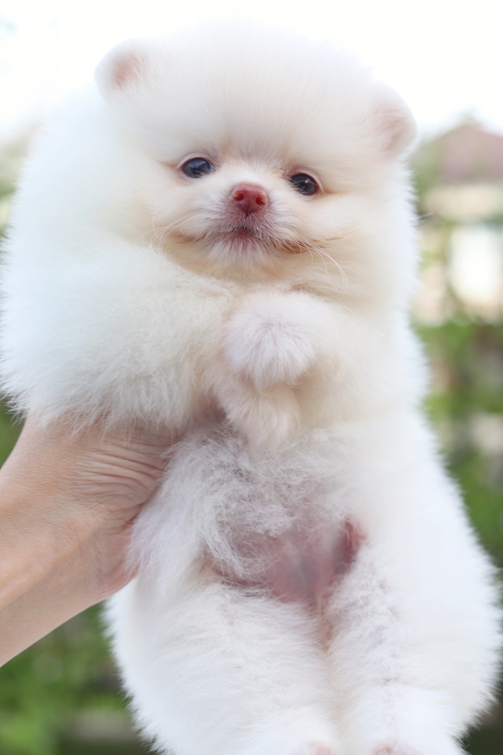 ปอมเมอเรเนียน เพศเมียขาวครีมเกรดโชว์