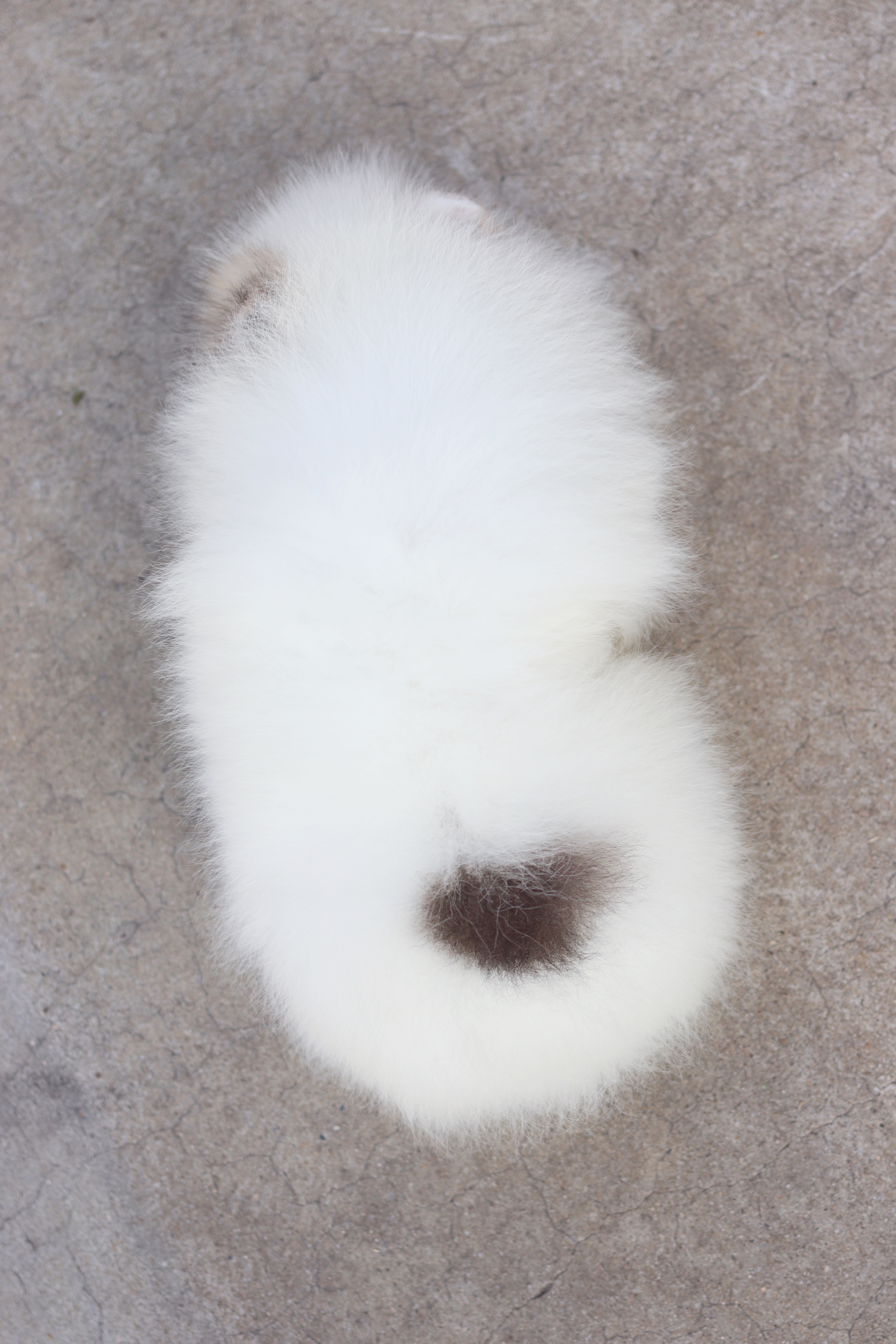 ปอมเมอเรเนียน เพศผู้สีแฟนซี